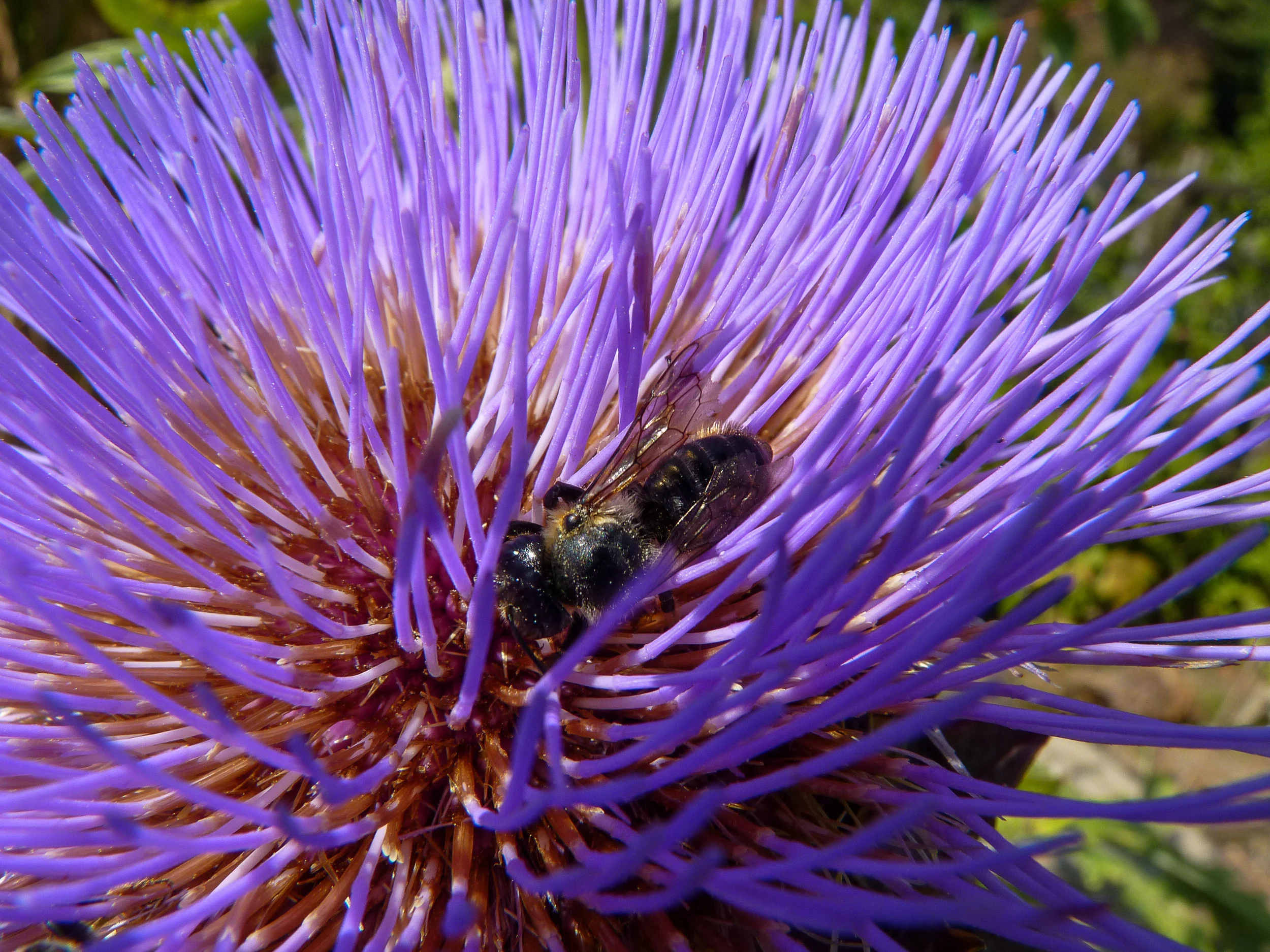 GLOBE ARTICHOKE - Keith Galliford