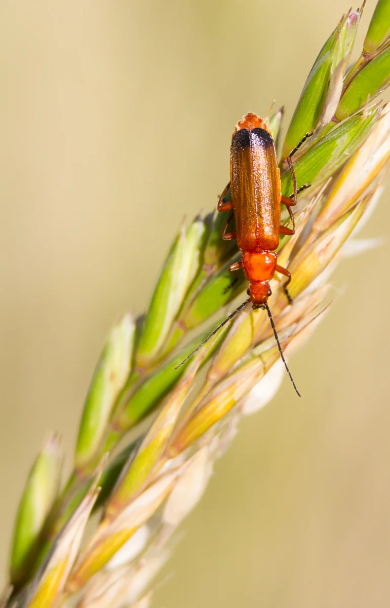 CARDINAL BEETLE - Nick Lewis