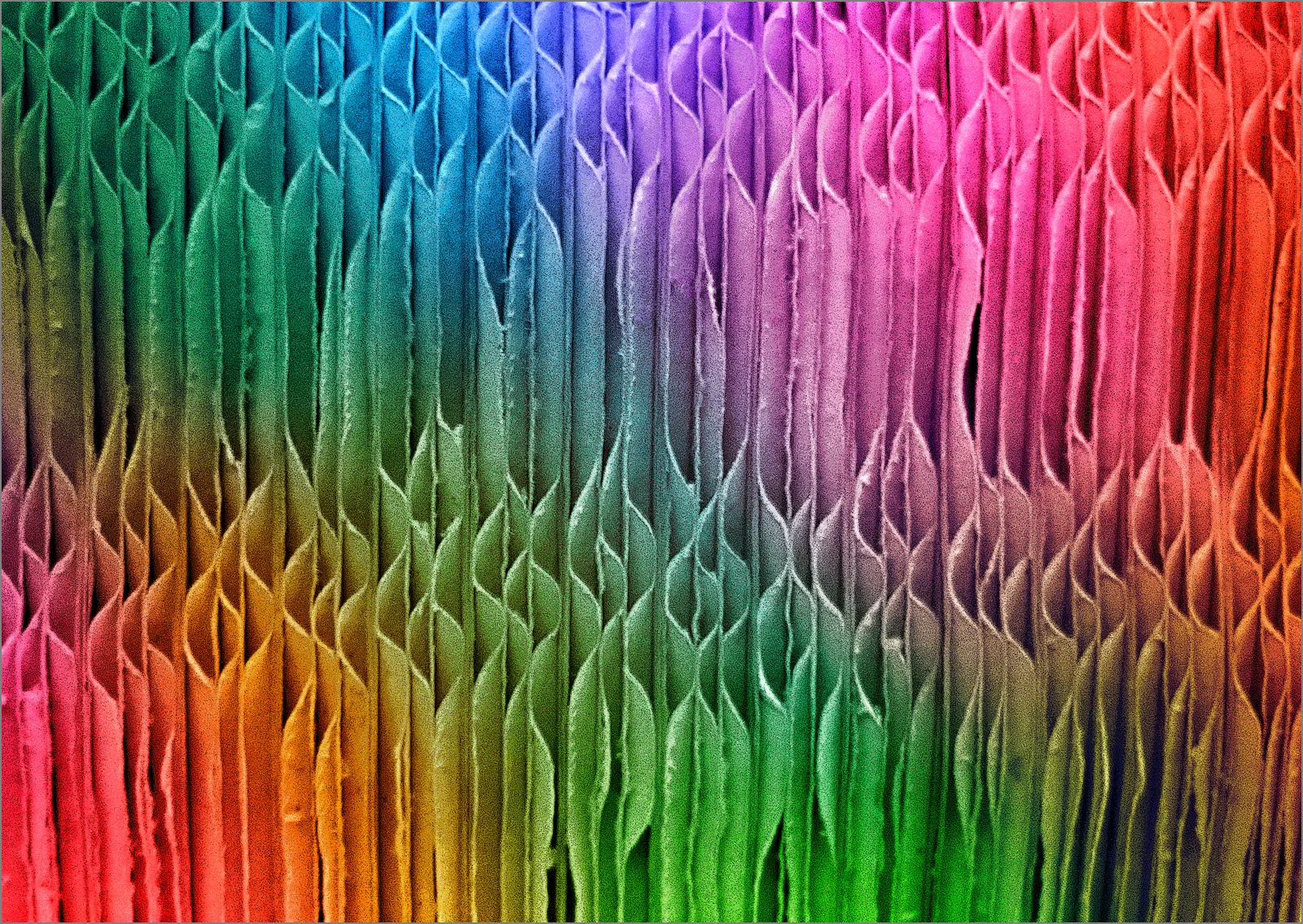 CHROMAWAVES - Ian McIntosh