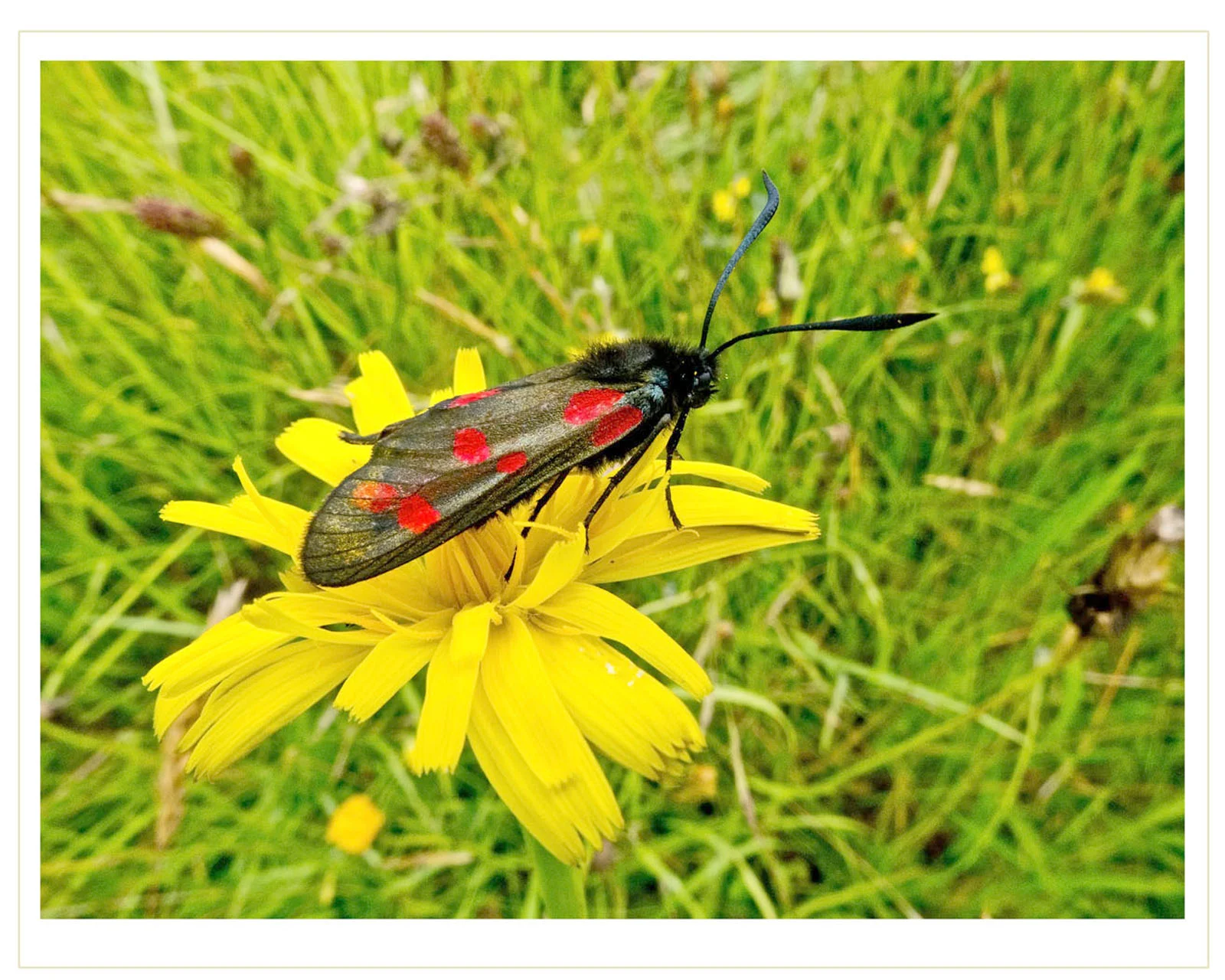 SIX SPOT BURNET MOTH - Mike Trendell