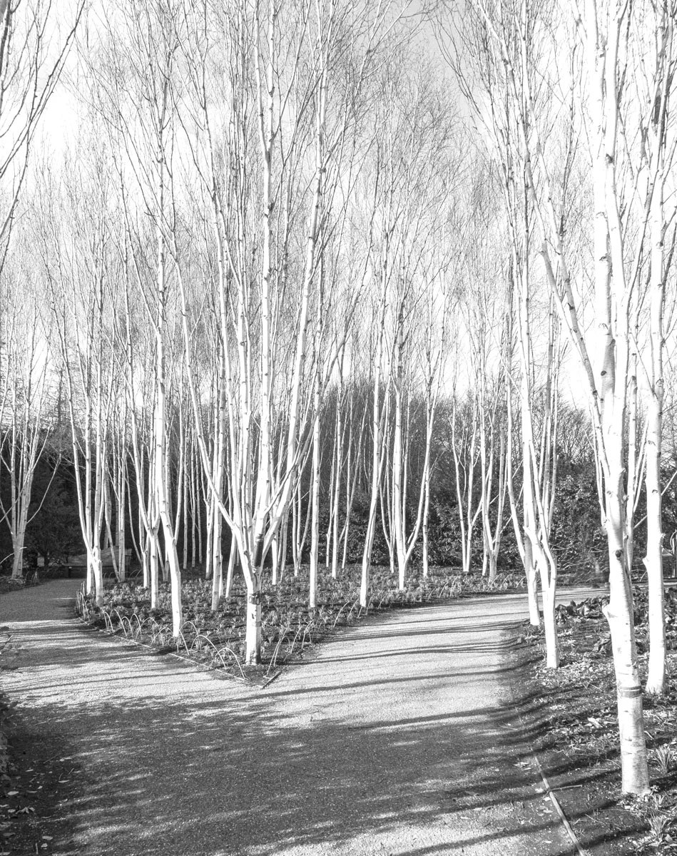 TREESCAPE - Mike Trendell
