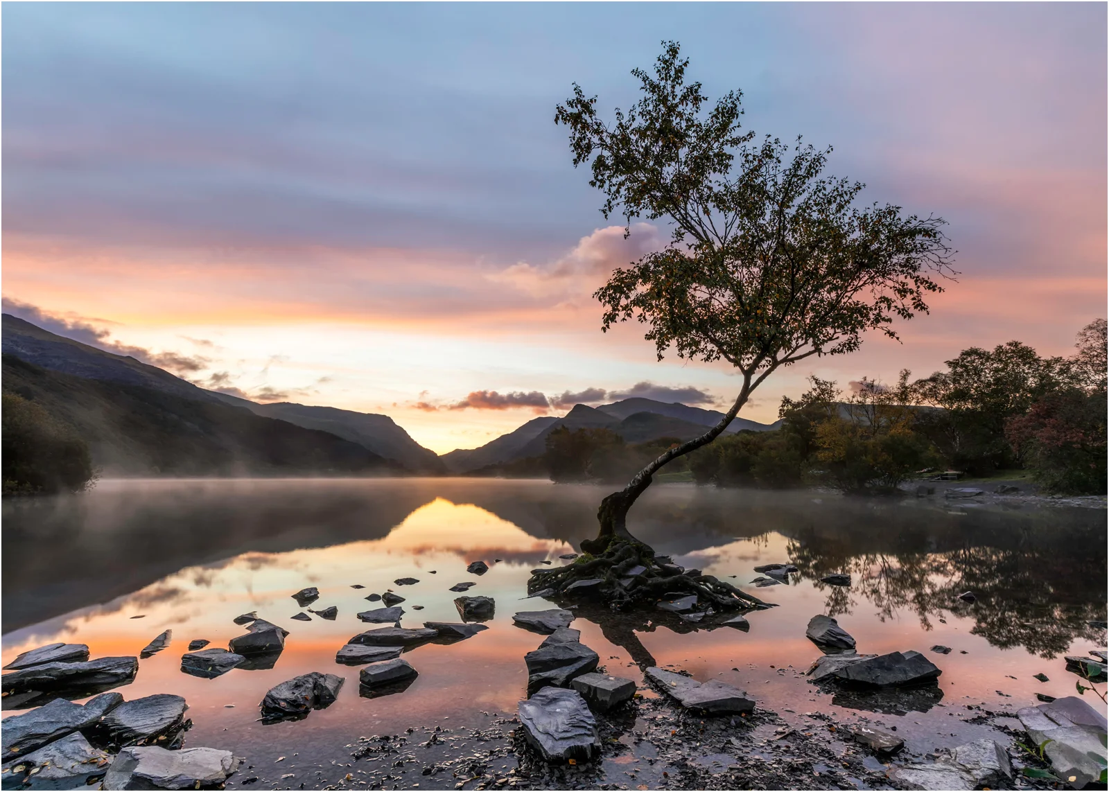 LONE TREE, LLANBERIS - Maurice Young