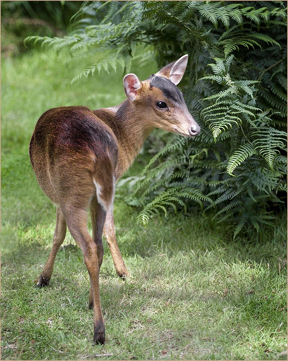 MUNCJAC - Rosemary Taylor
