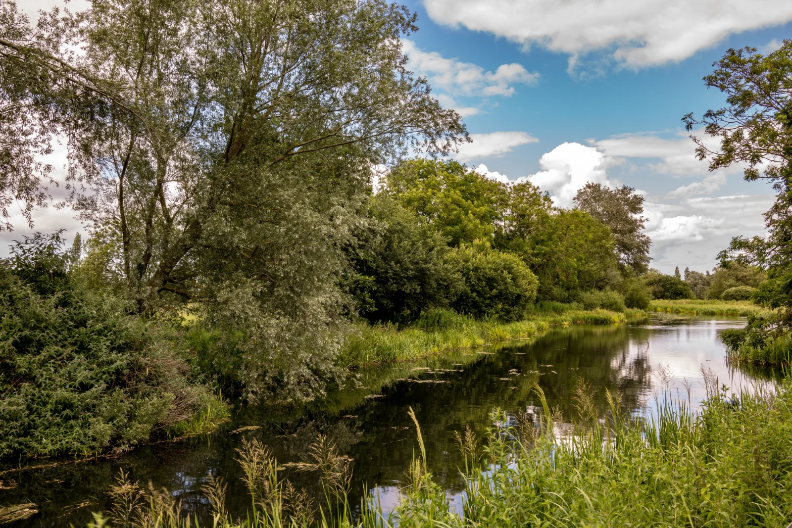 RIVERBANK SUMMER - Simon Ciappara