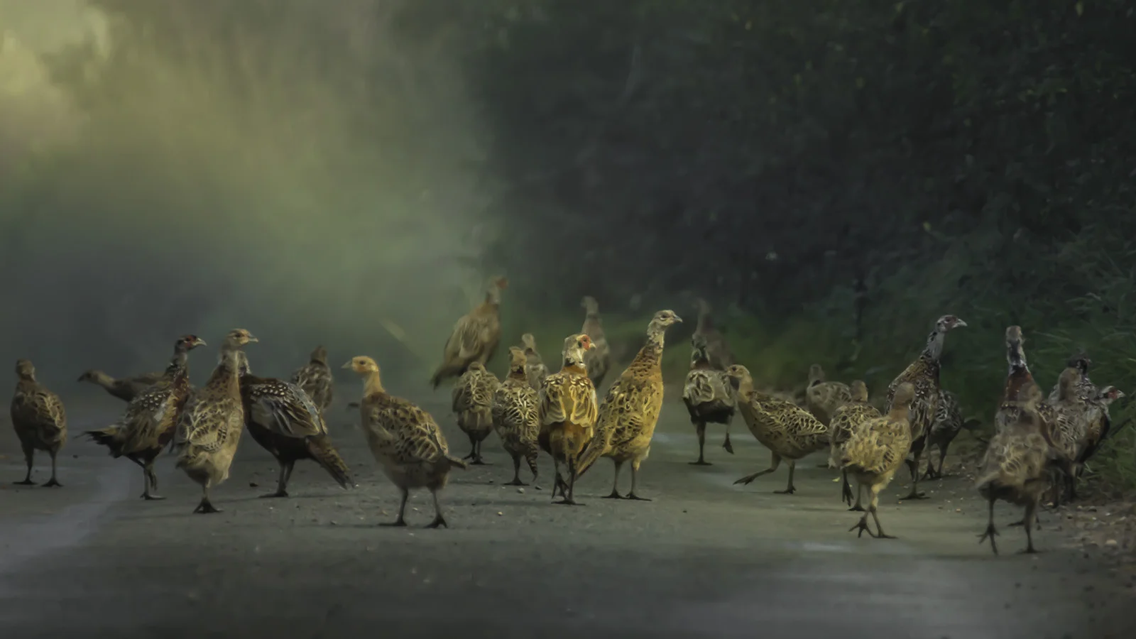 NORFOLK ROAD BLOCK - Jonathan Tidswell