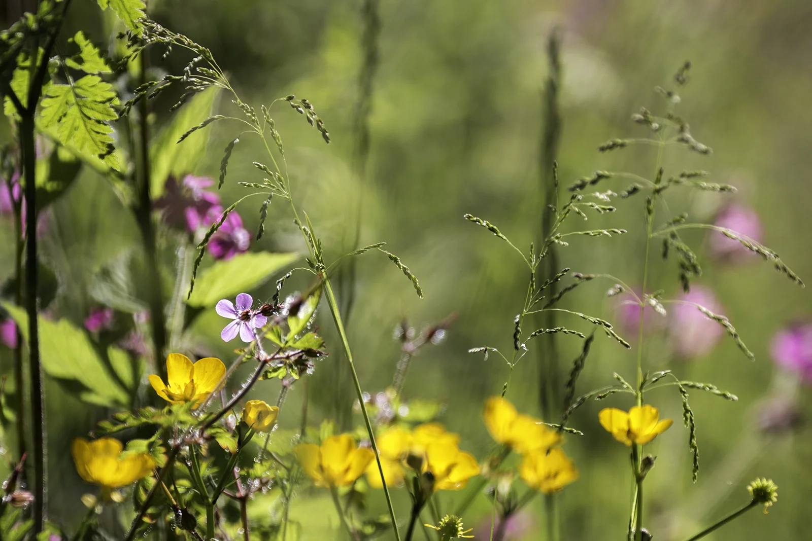 SUMMER COLOURS - Jonathan Tidswell