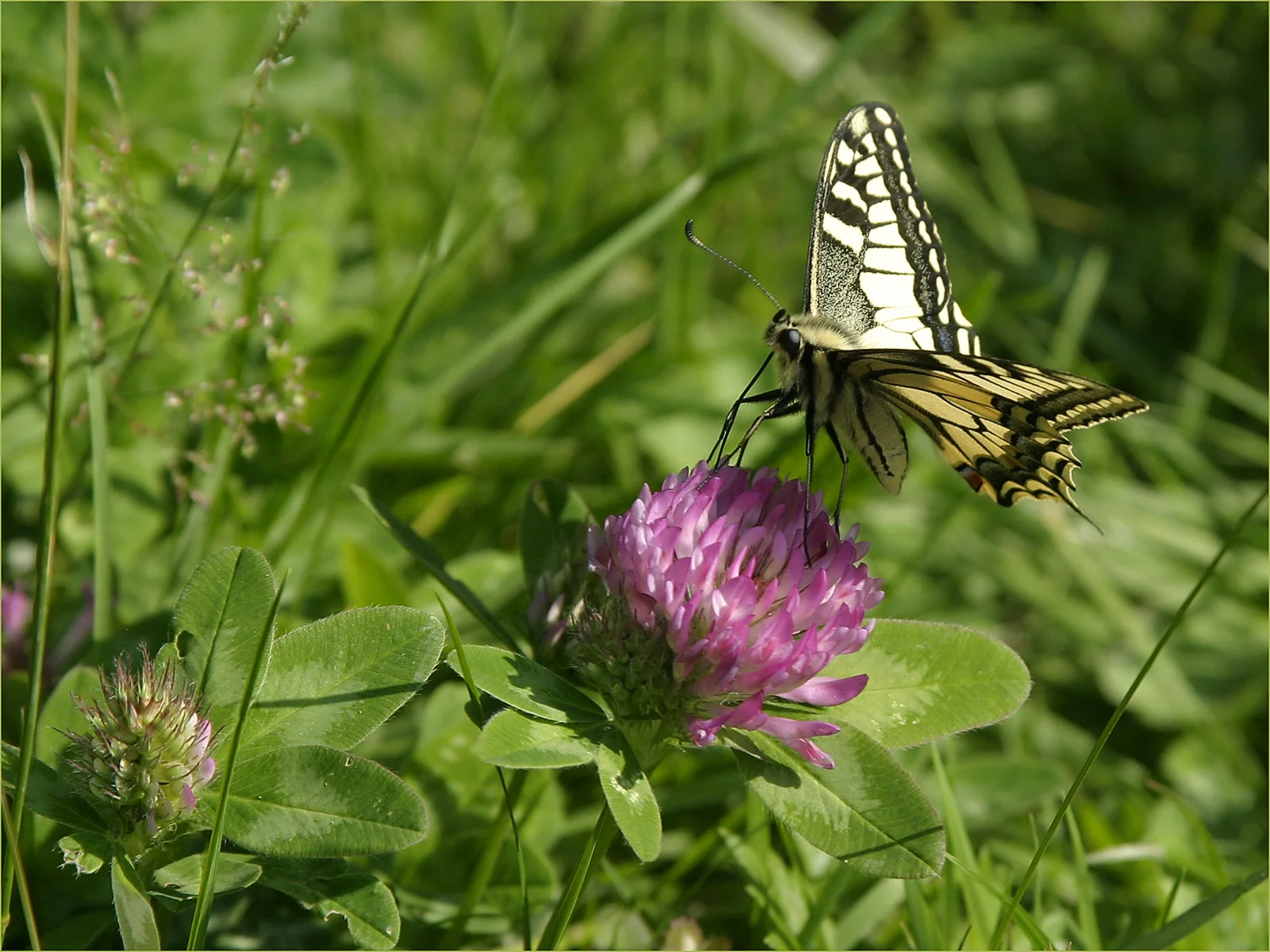 SWALLOWTAIL - Jim Massy