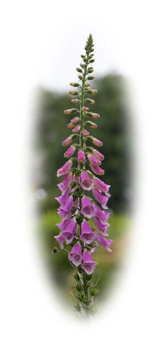 FOXGLOVE - Kevin Appleton