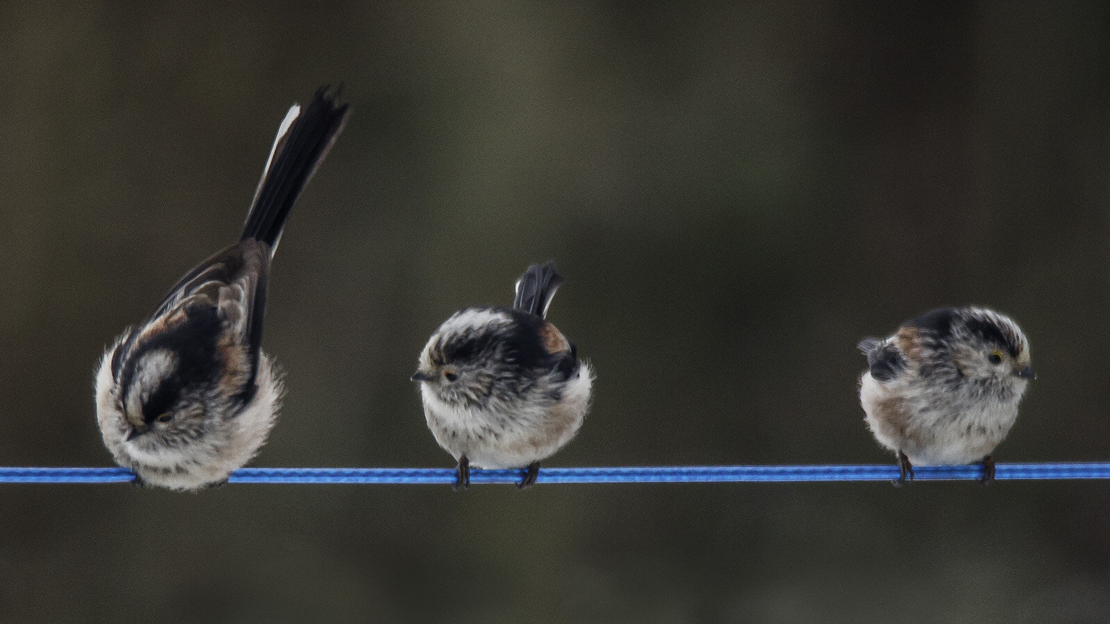 TRIO