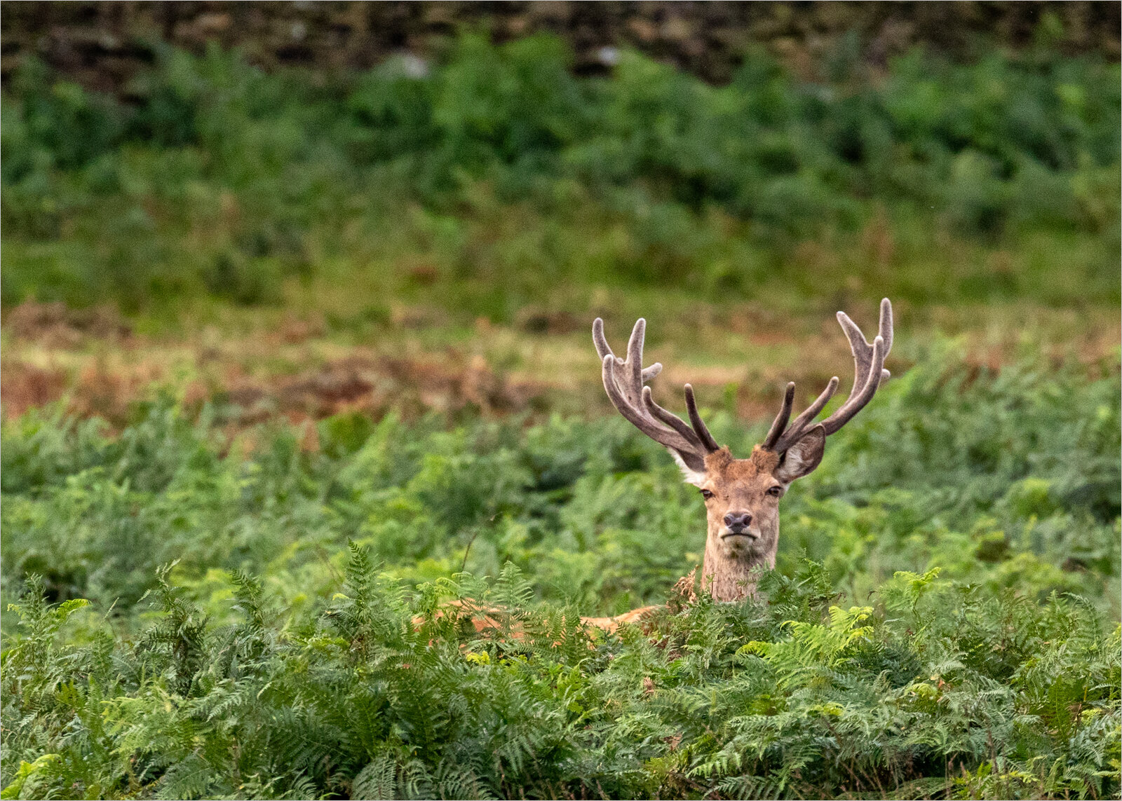 YOUNG BRADGATE STAG