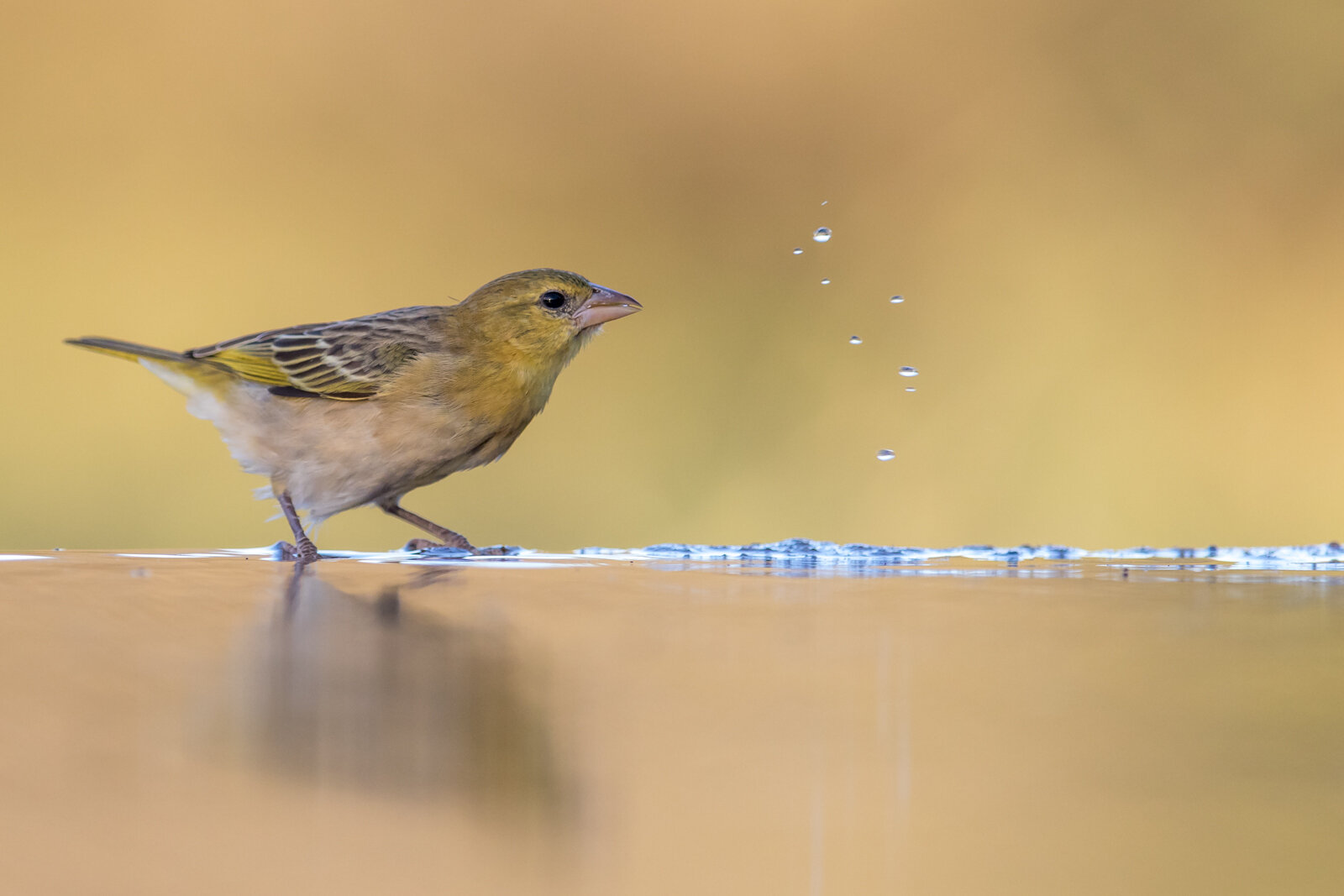 BRIMSTONE CANARY HAVING A DRINK - Nick Lewis (Best print in Class Three)