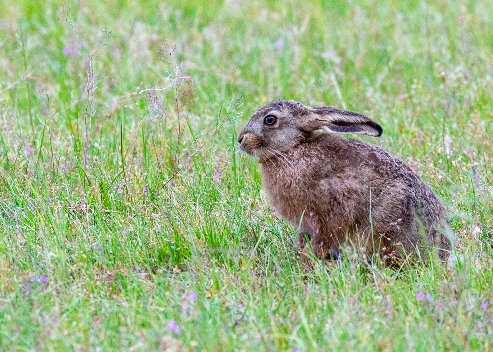 YOUNG HARE WHO DEFINITELY KNOWS I'M THERE - Maurice Young