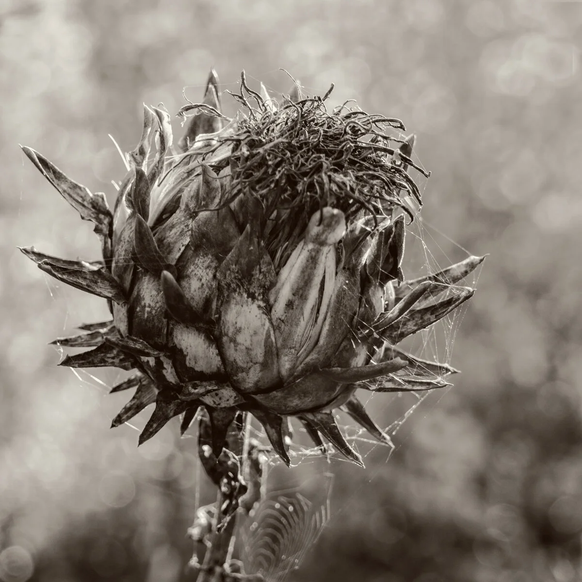 Joan Jordan — NDPS Norwich & District Photographic Society