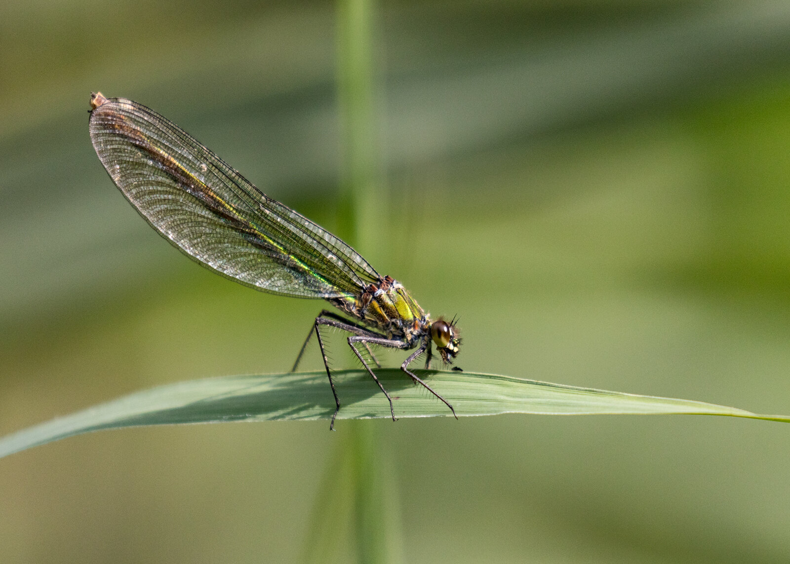 GREEN BANDED DEMOISELLE_Maurice Young_123.jpg