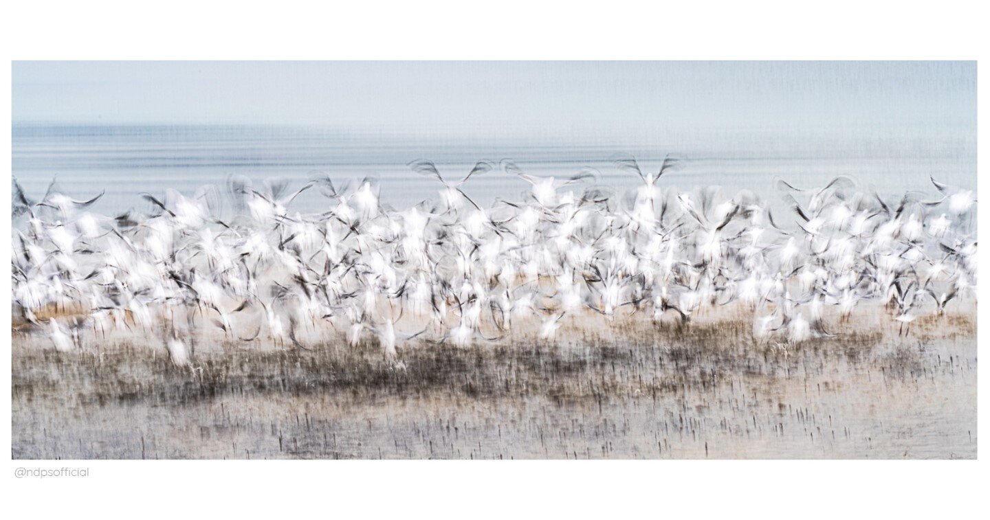 ARTIC TERNS by new NDPS member Malcolm Wood that was one of the images that received a perfect score of 10 in the UK round of the Annual Battle between Foto-Club Koblenz,  Cin&eacute; Photo Club Nivernais and Norwich &amp; District Photographic Socie
