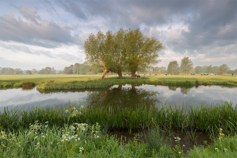 WILLOWS AND COWS BY THE RIVER STOUR, SUFFOLK