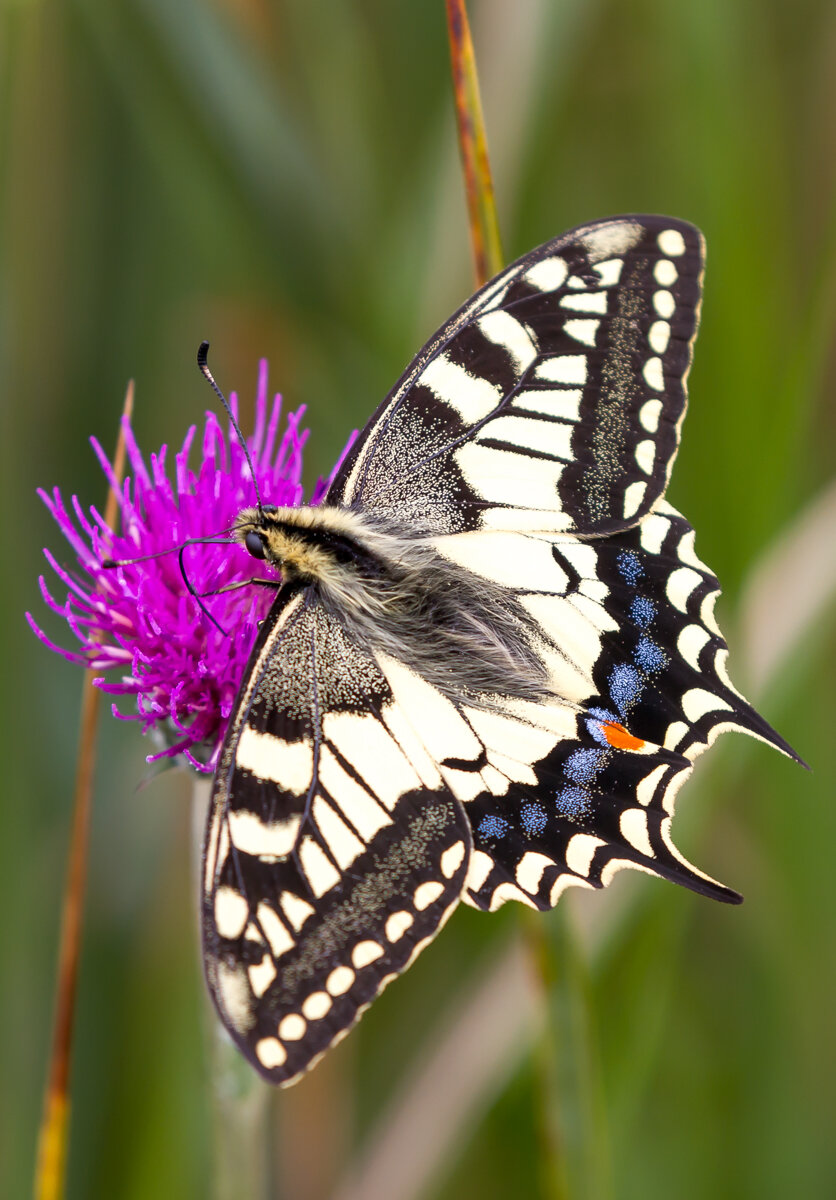  Swallowtail butterfly at Hickling 