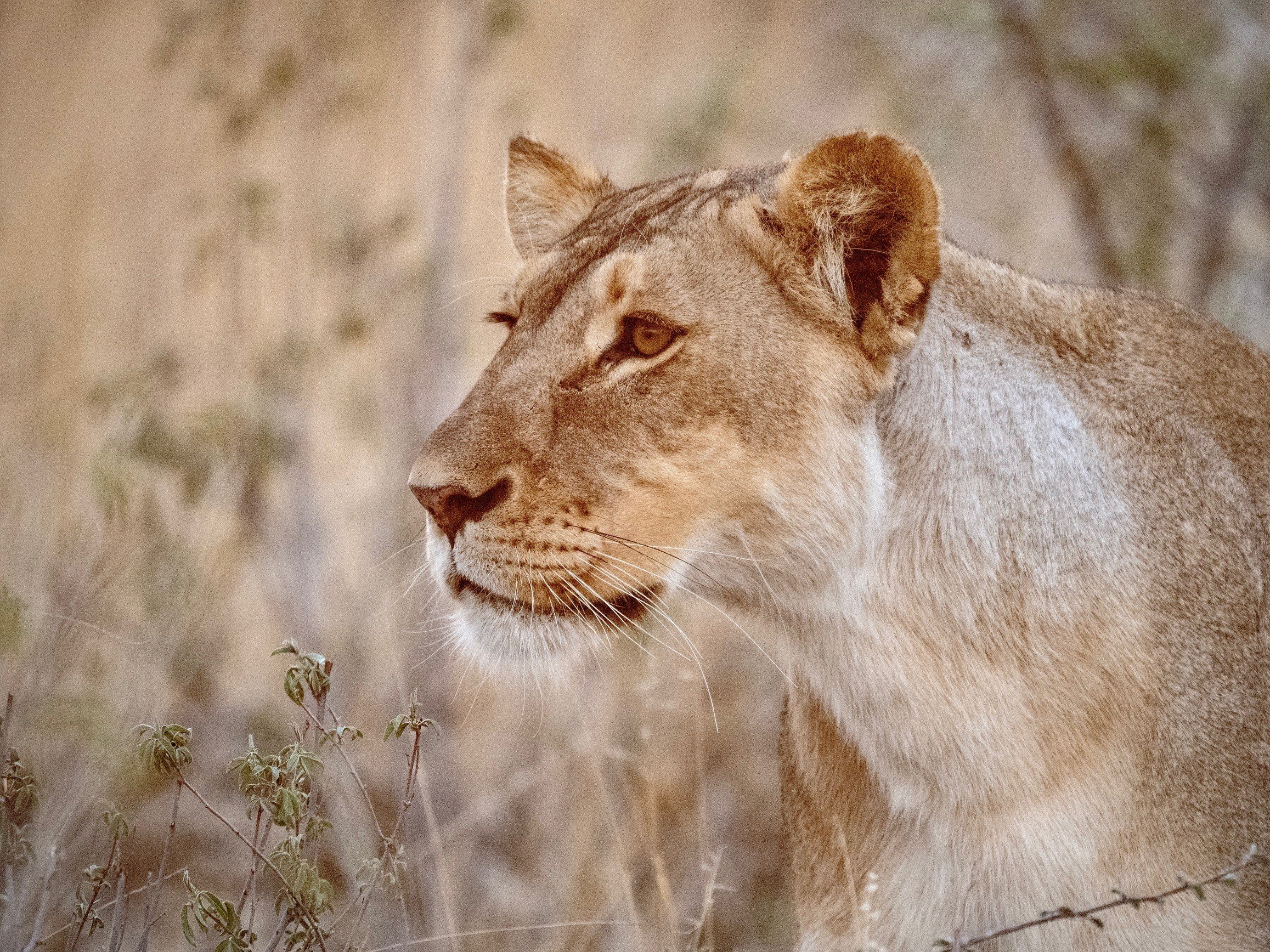 Namibia 2.jpg