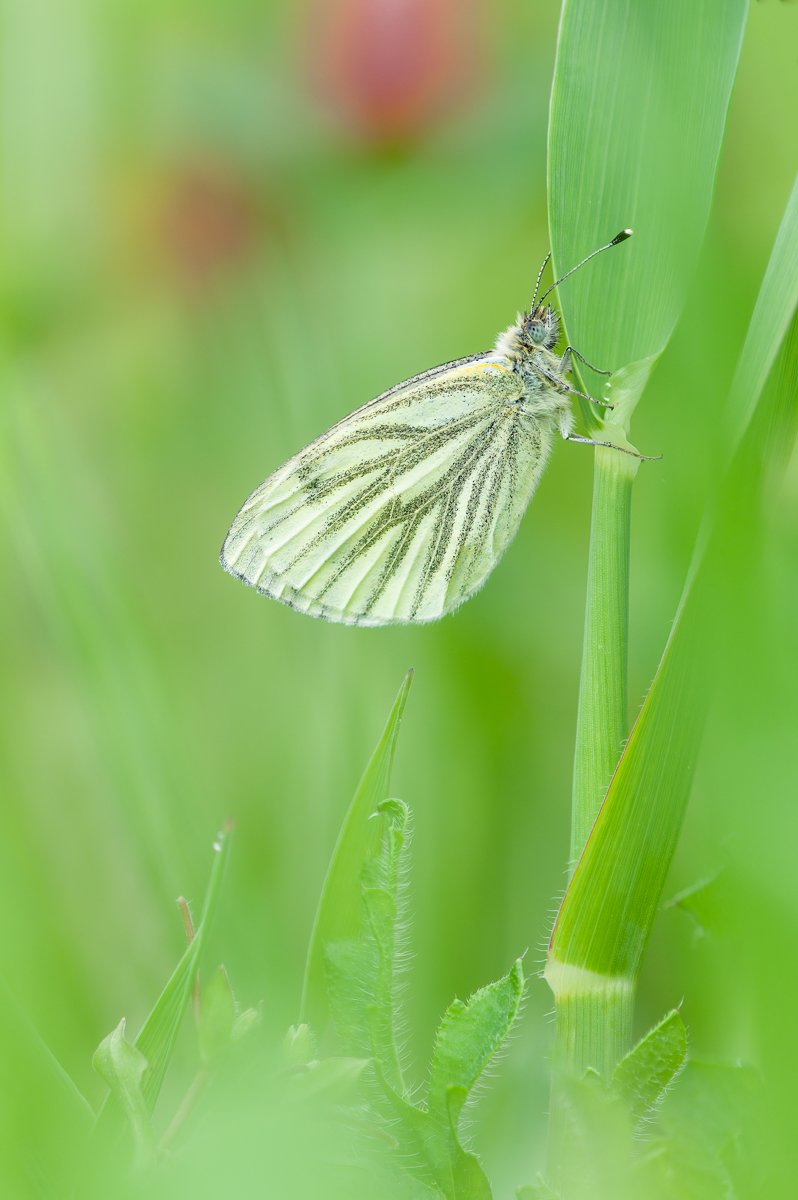 Green Veined White Butterfly - Alan Dixon