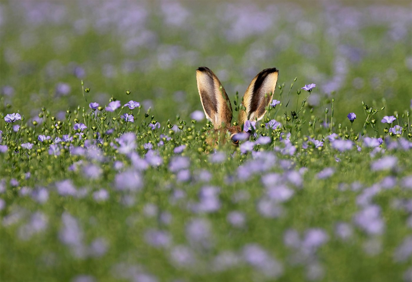 BROWN HARE LYING UP IN FLAX  -  copyright Peter Warne