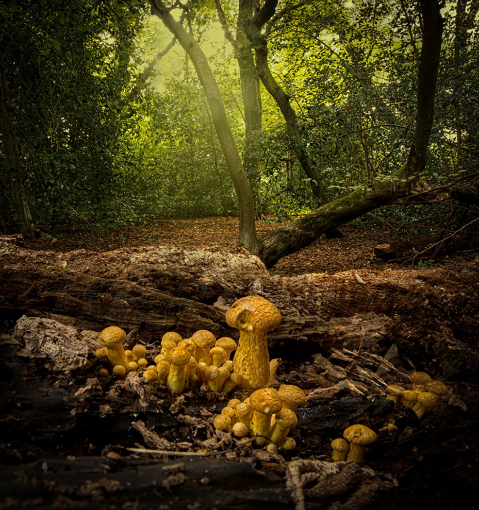 GOLDEN MORNING [EPPING FOREST]  -  copyright Peter Warne
