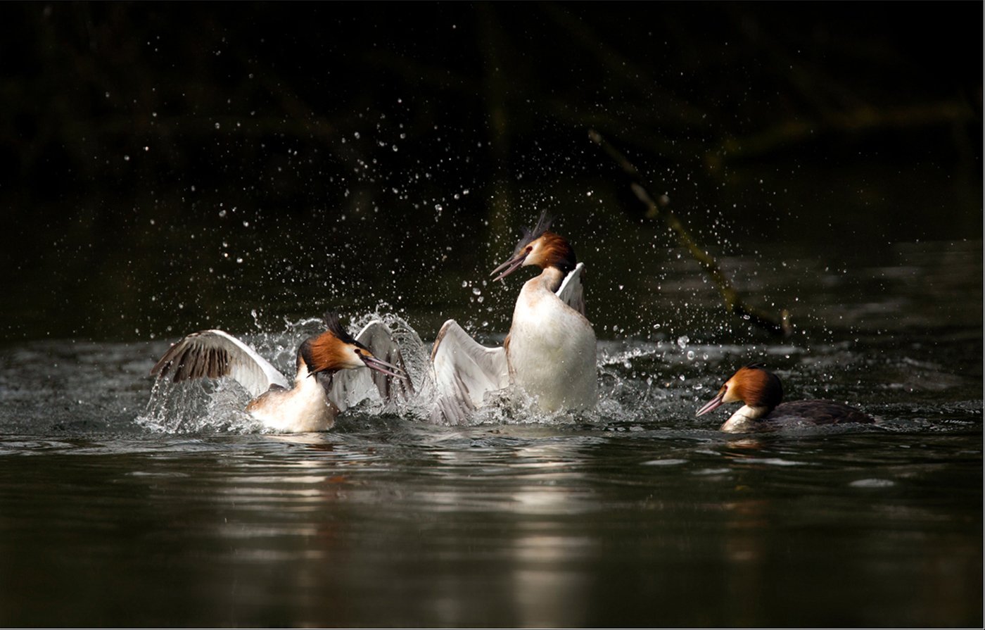 GREAT CRESTED GREBE FRACAS  -  copyright Peter Warne