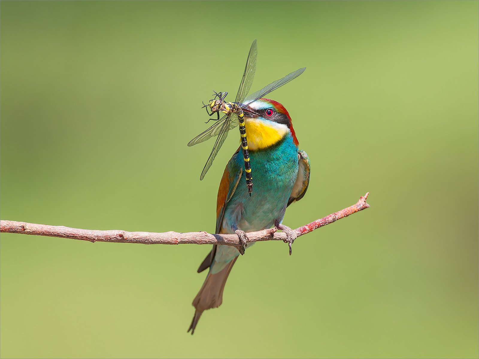 07 BEE EATER WITH DRAGON.jpg