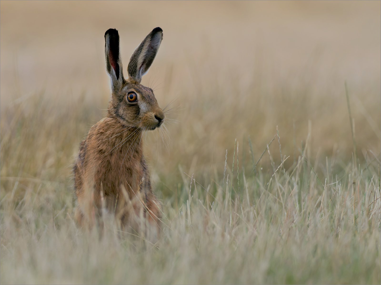 13 BROWN HARE.jpg