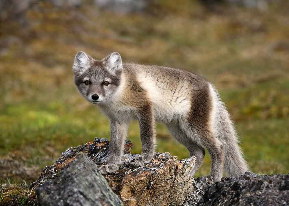 Arctic Fox.jpg