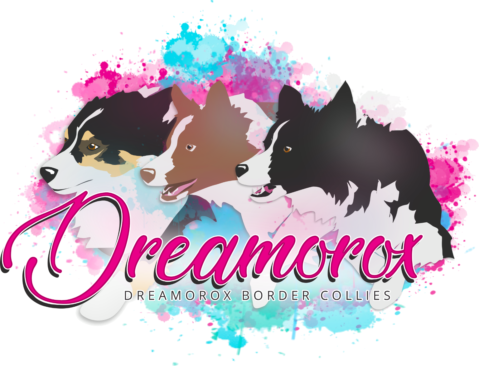 Dreamorox Border Collies