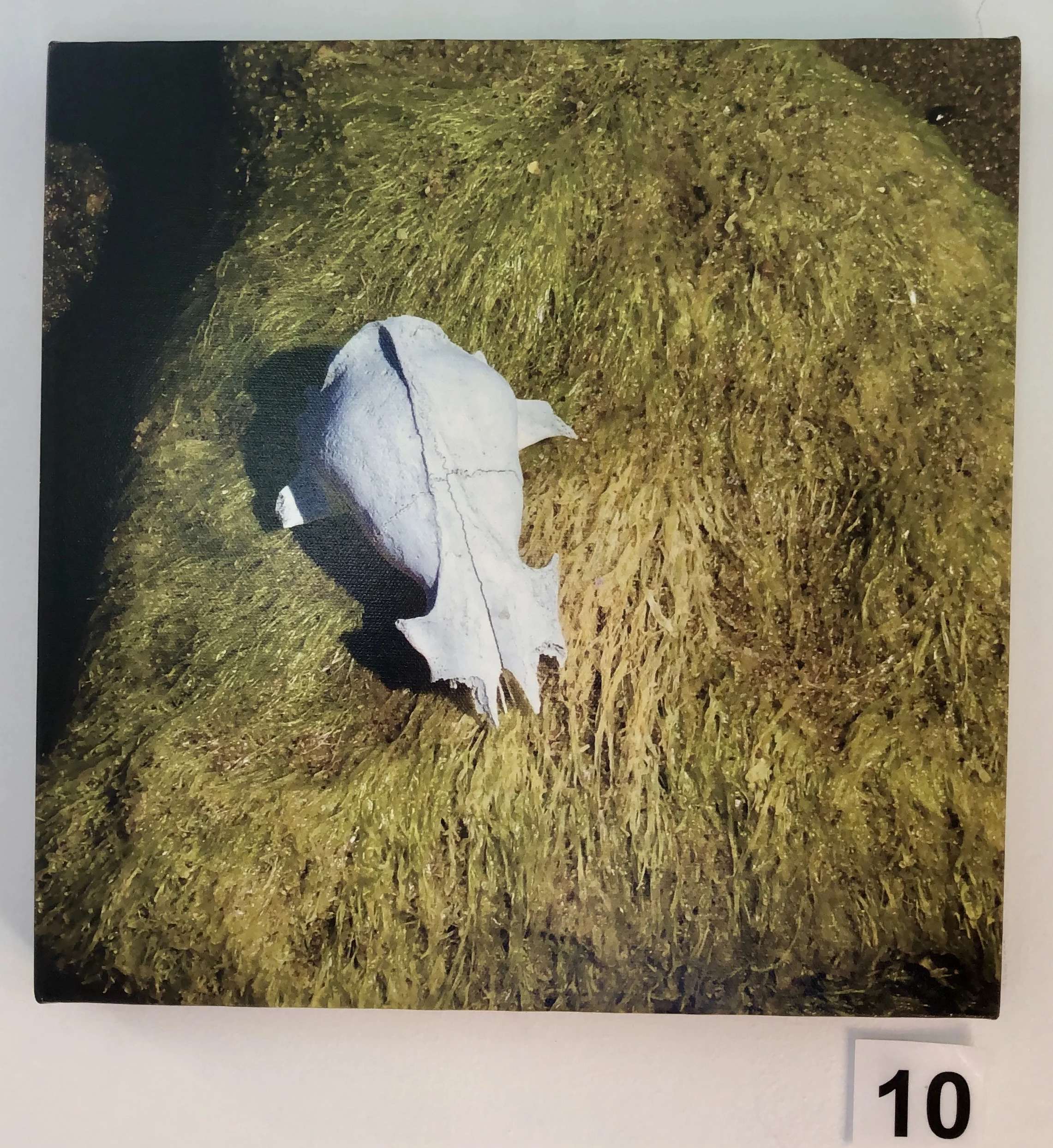 "Skull - Emu" by Lisa Timms Stevens