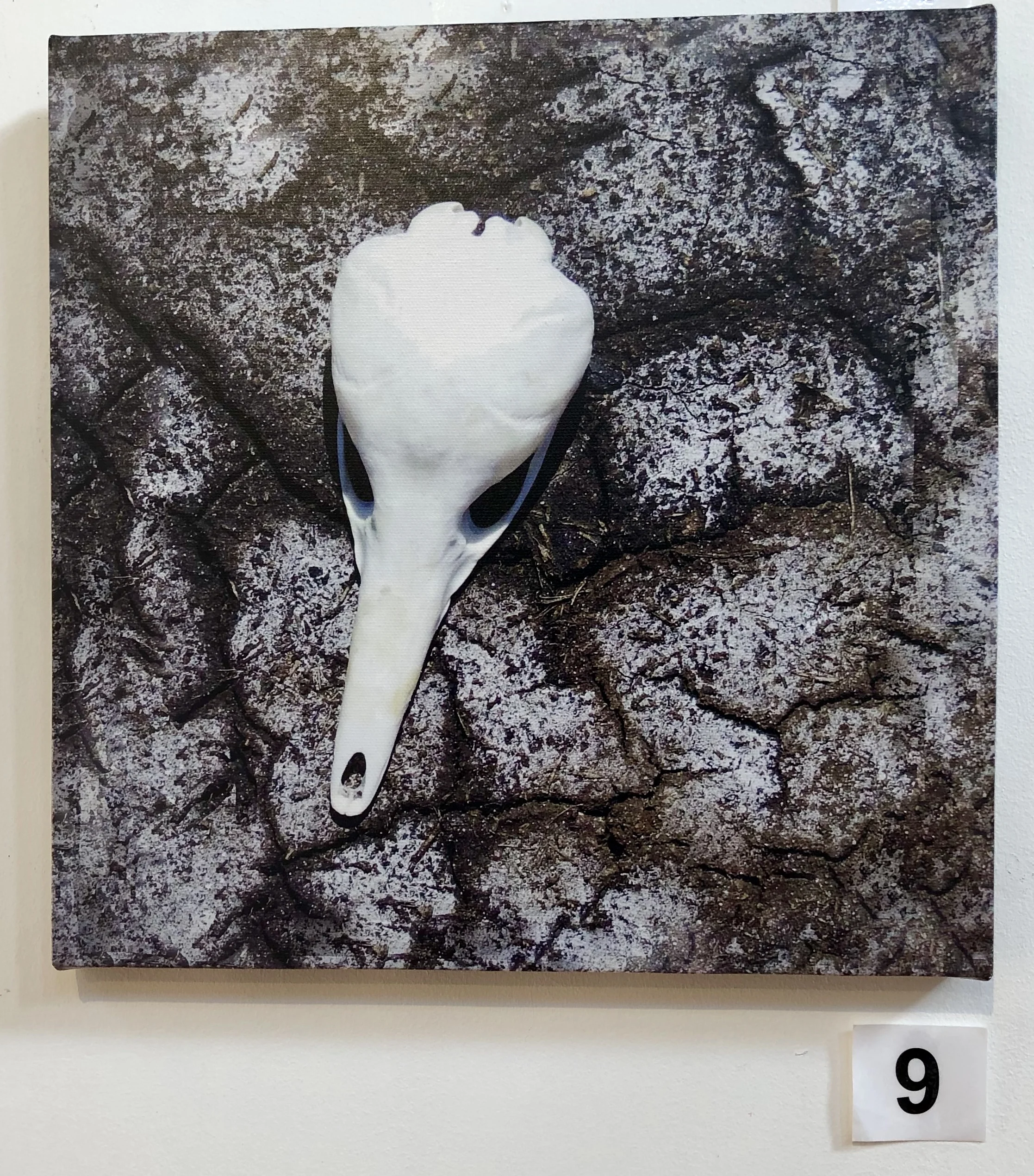"Skull - Echidna" by Lisa Timms Stevens