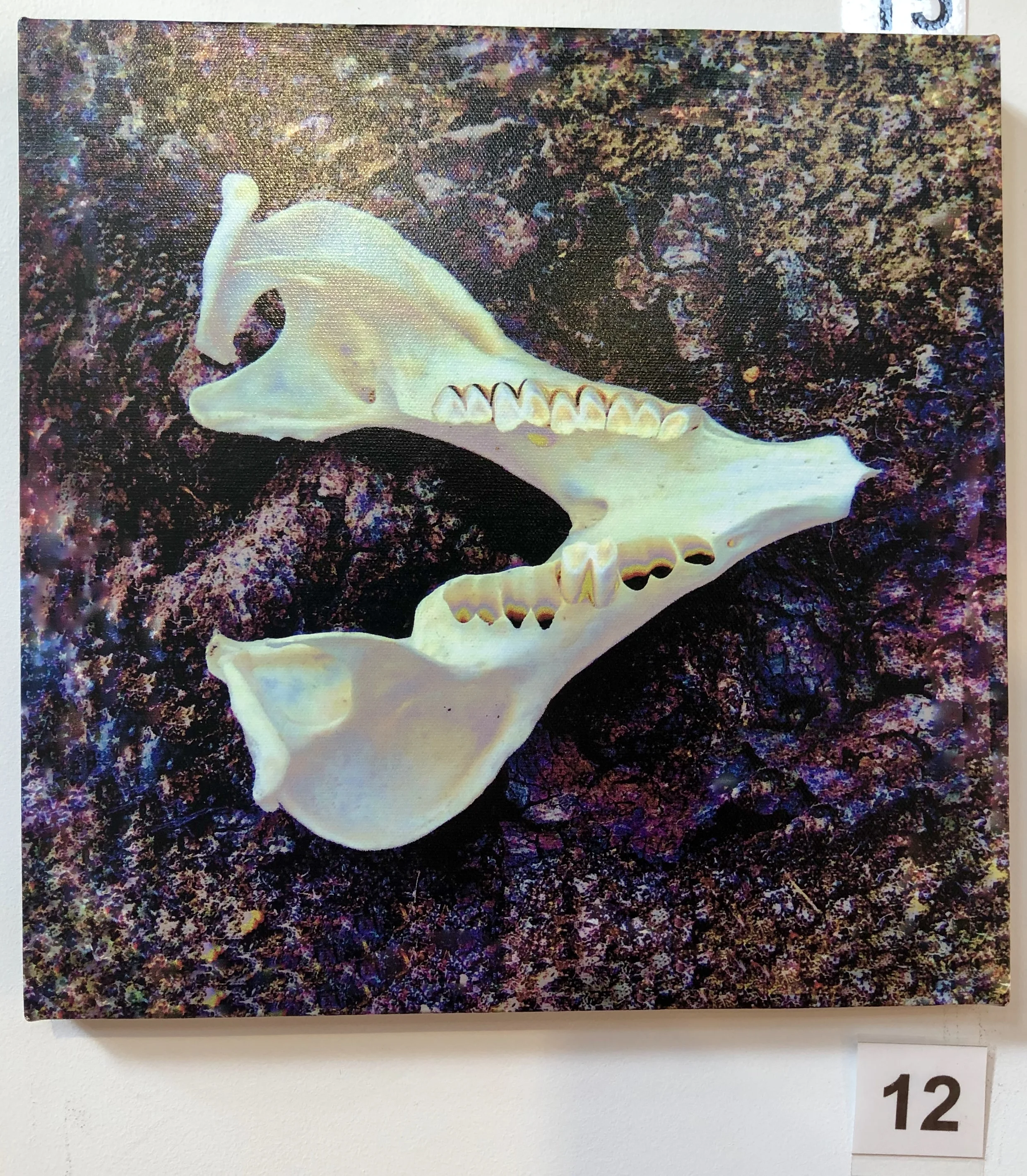 "Skull - Wombat" by Lisa Timms Stevens
