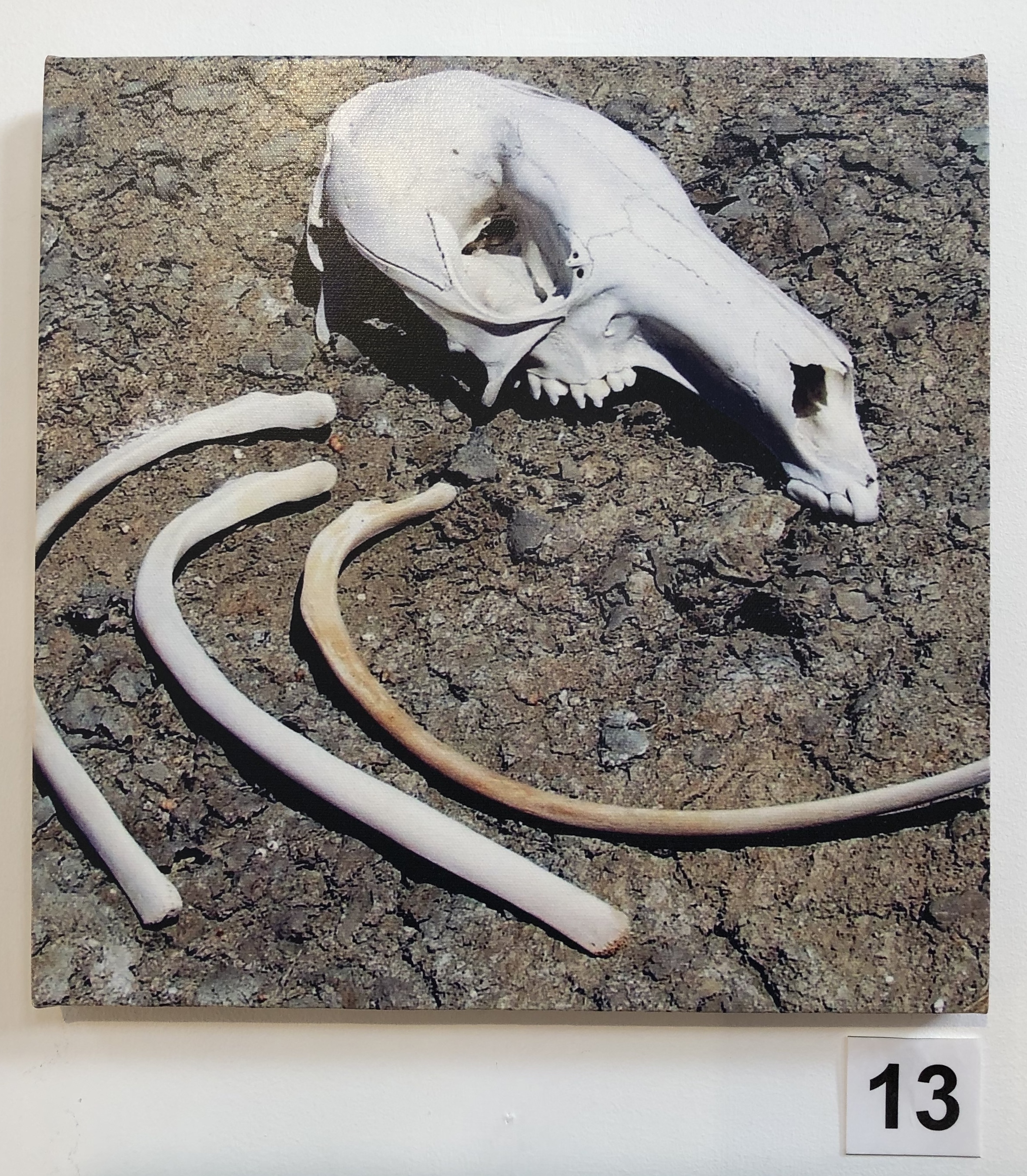 "Skull and Rib Bones - Kangaroo" by Lisa Timms Stevens