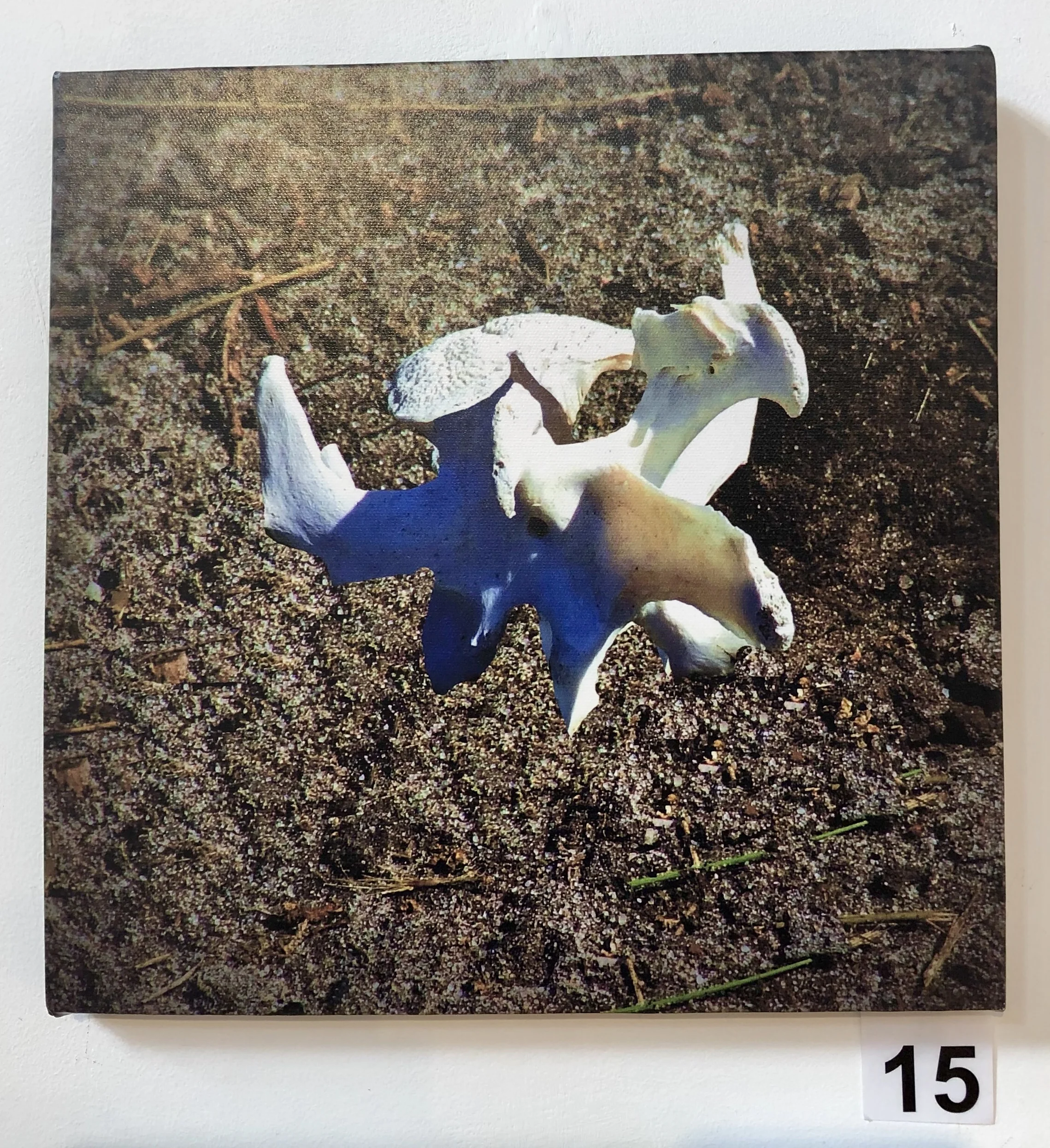 "Vertebrae 3 - Kangaroo" by Lisa Timms Stevens