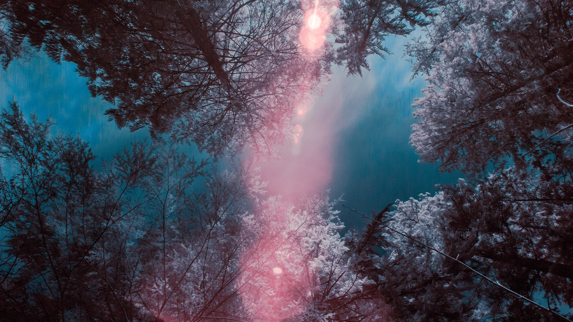 Looking Up.jpg