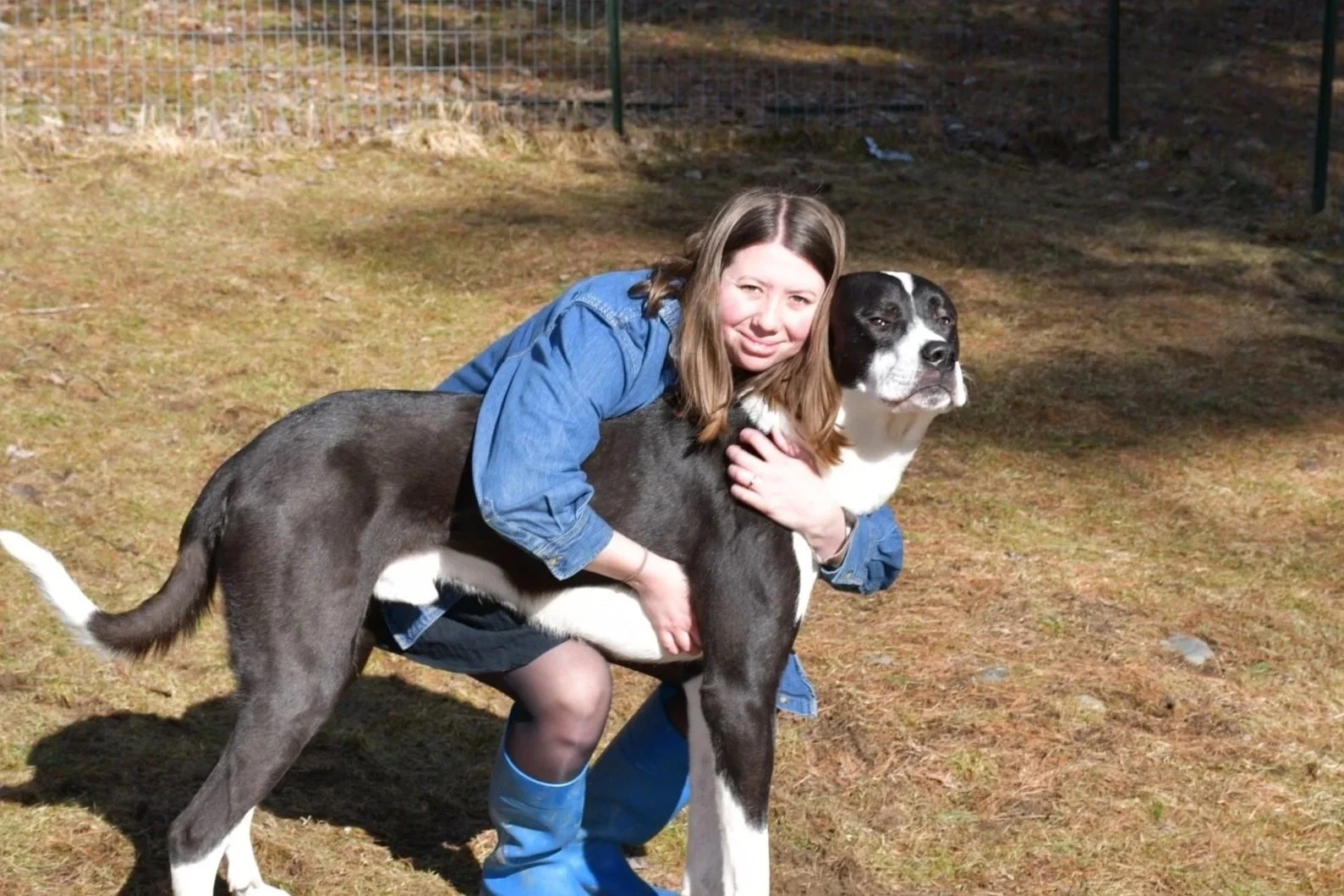A girl hugging a large black and white dog outdoors on a grassy area with a fence in the background.