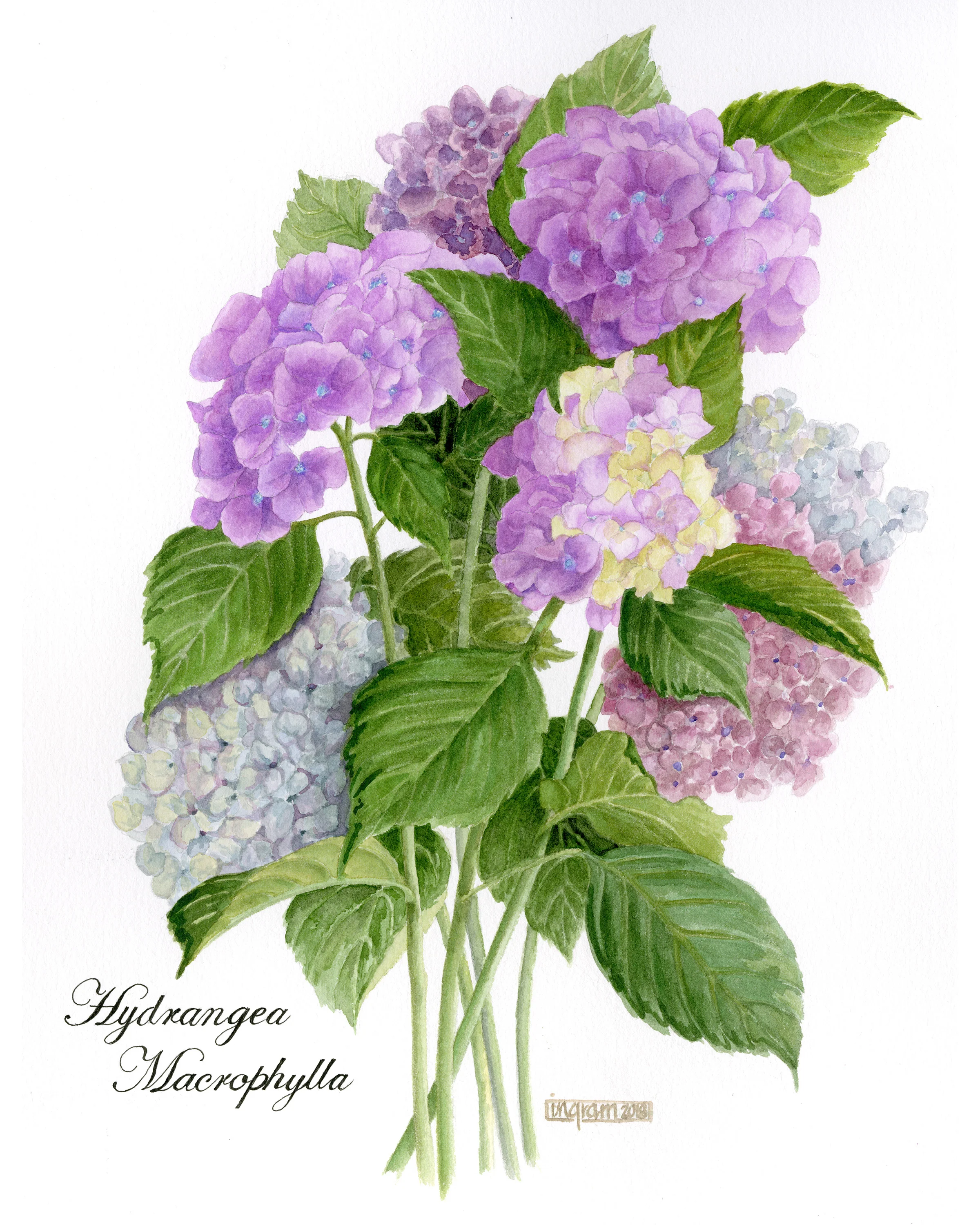 Hydrangea.jpg