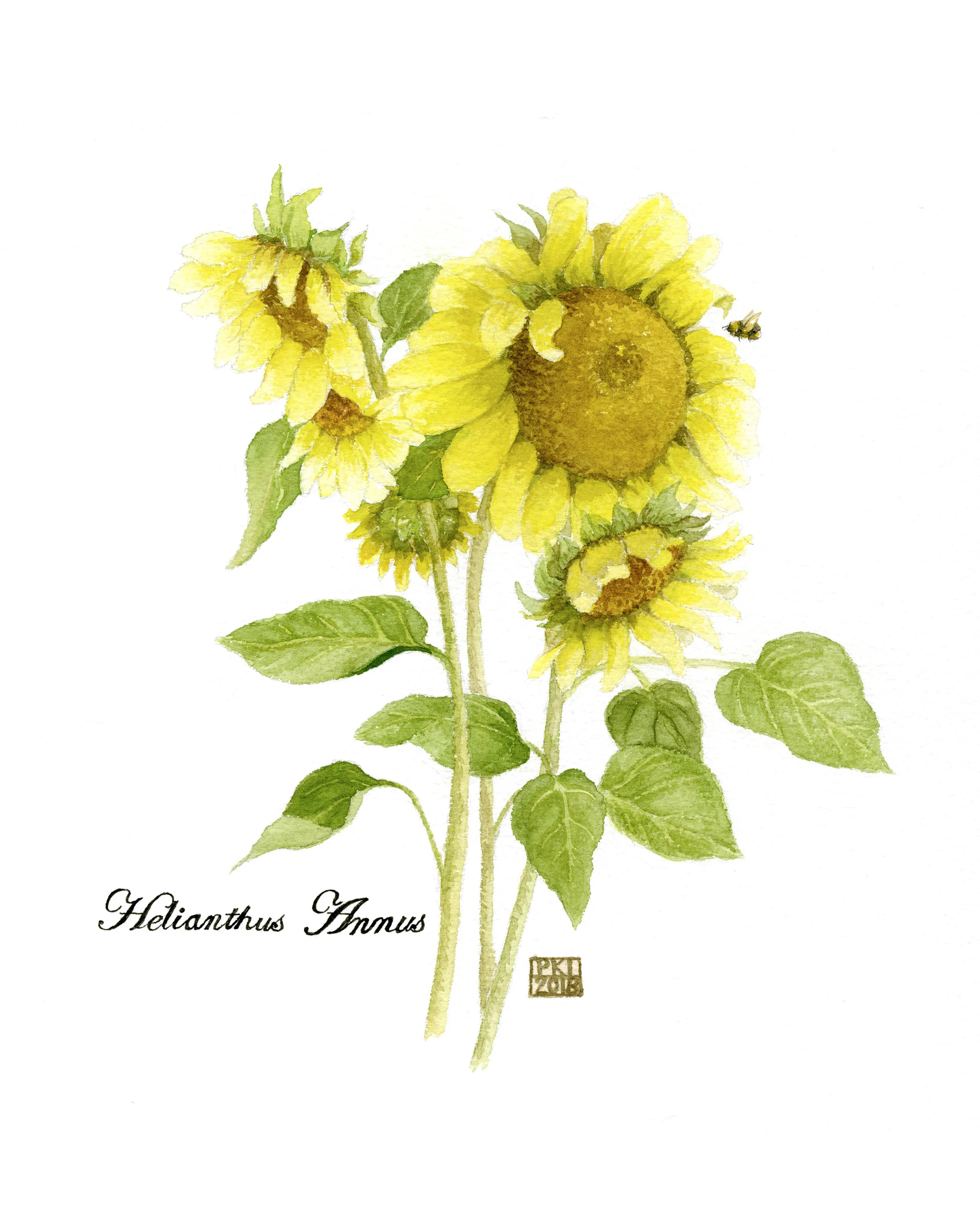 Sunflowers.jpg