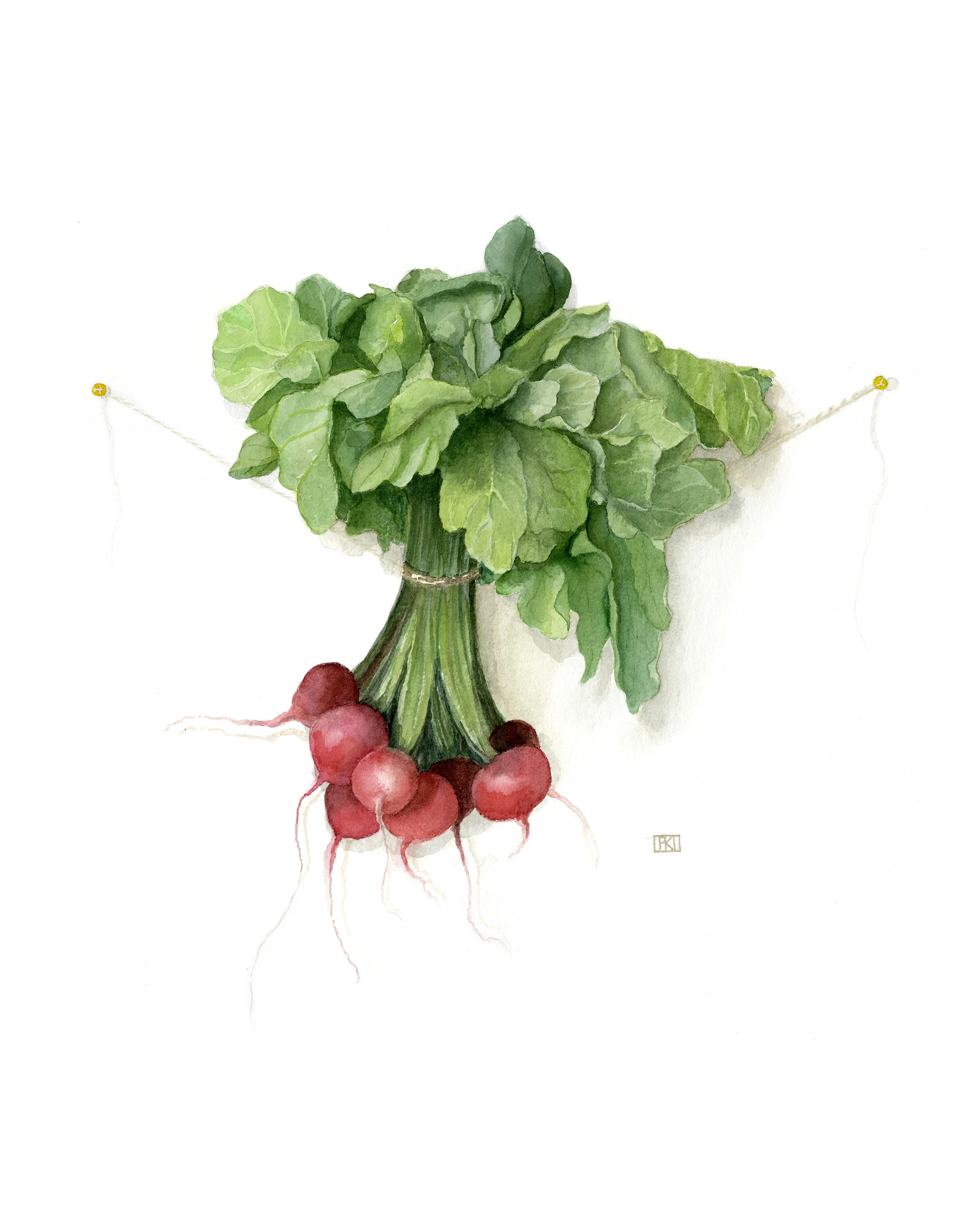 Radish.jpg