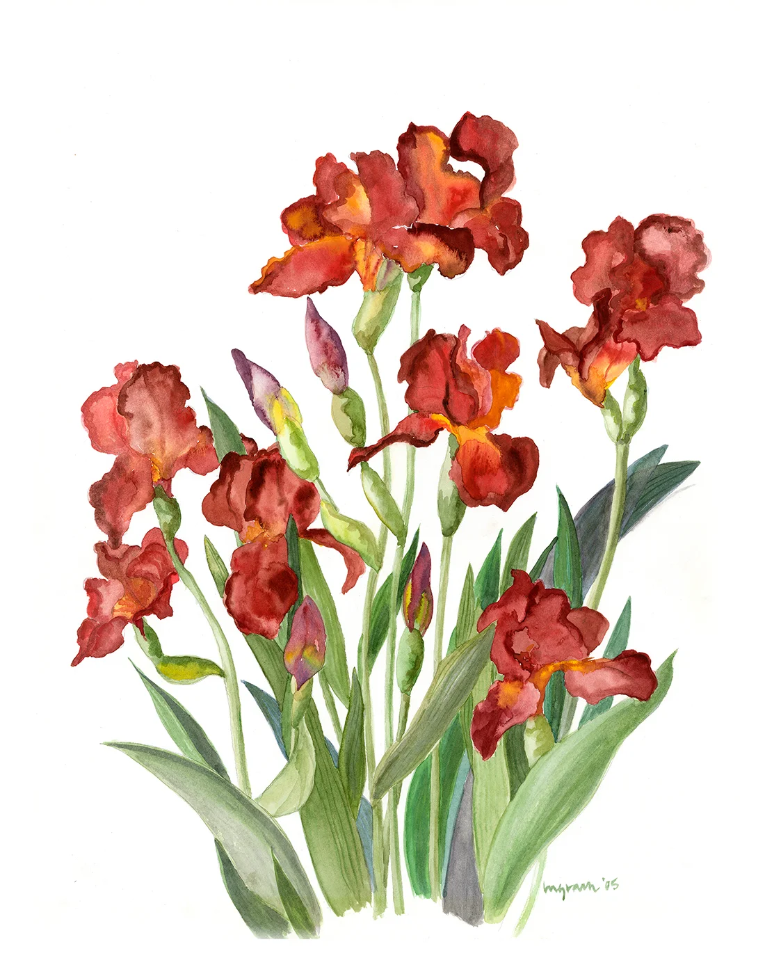 iris.jpg