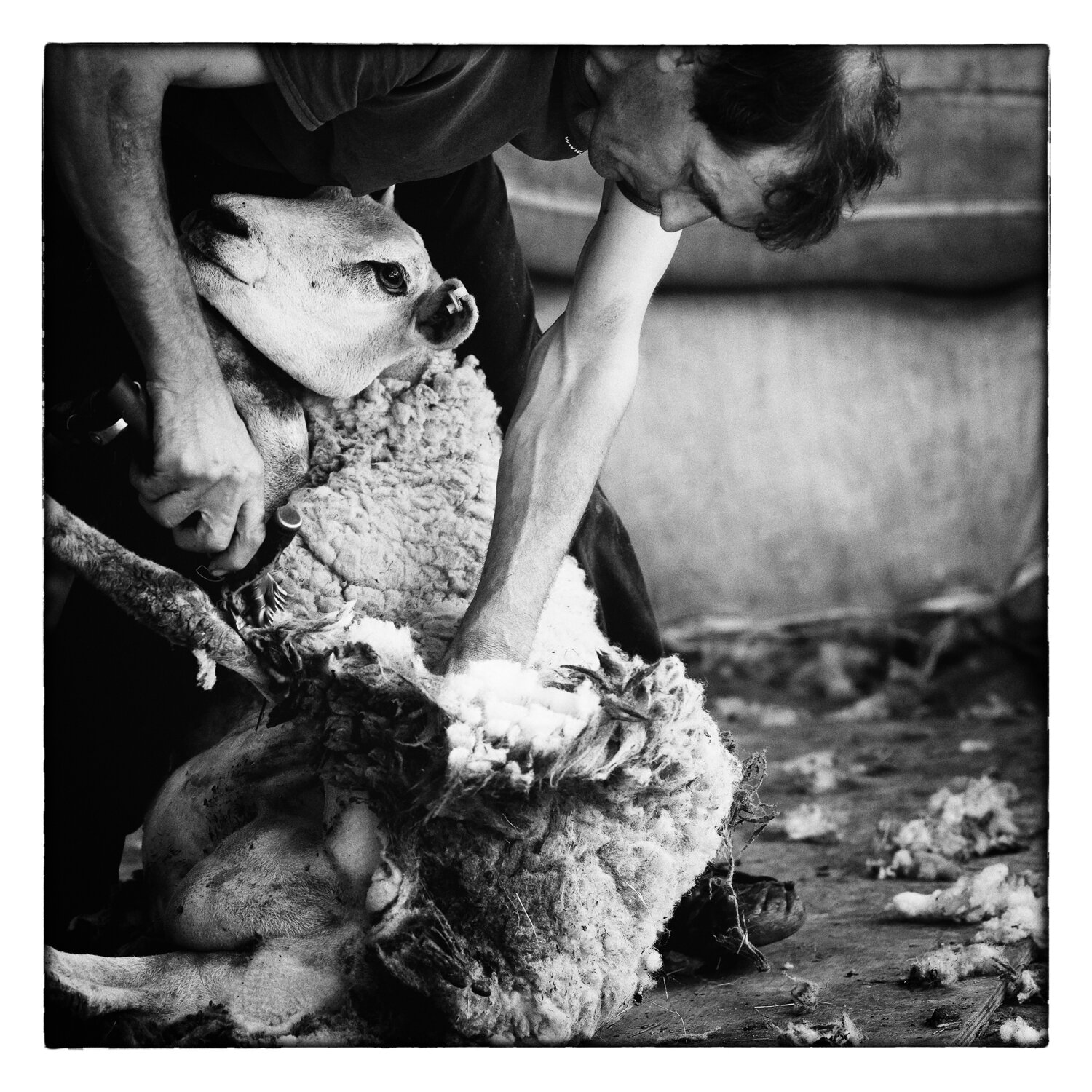 Sheep Shearing Devon.jpg