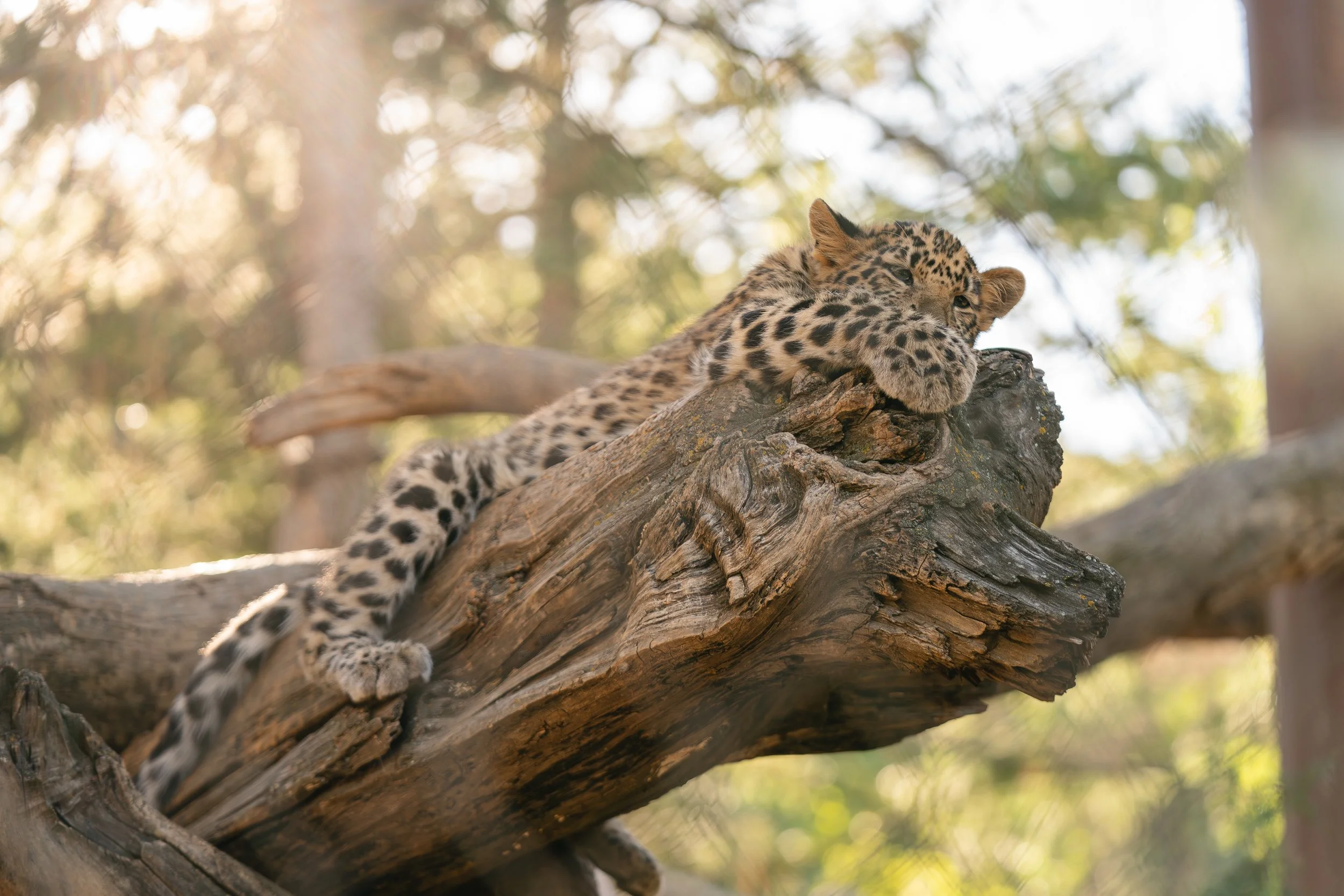  Cheyenne Mountain Zoo 