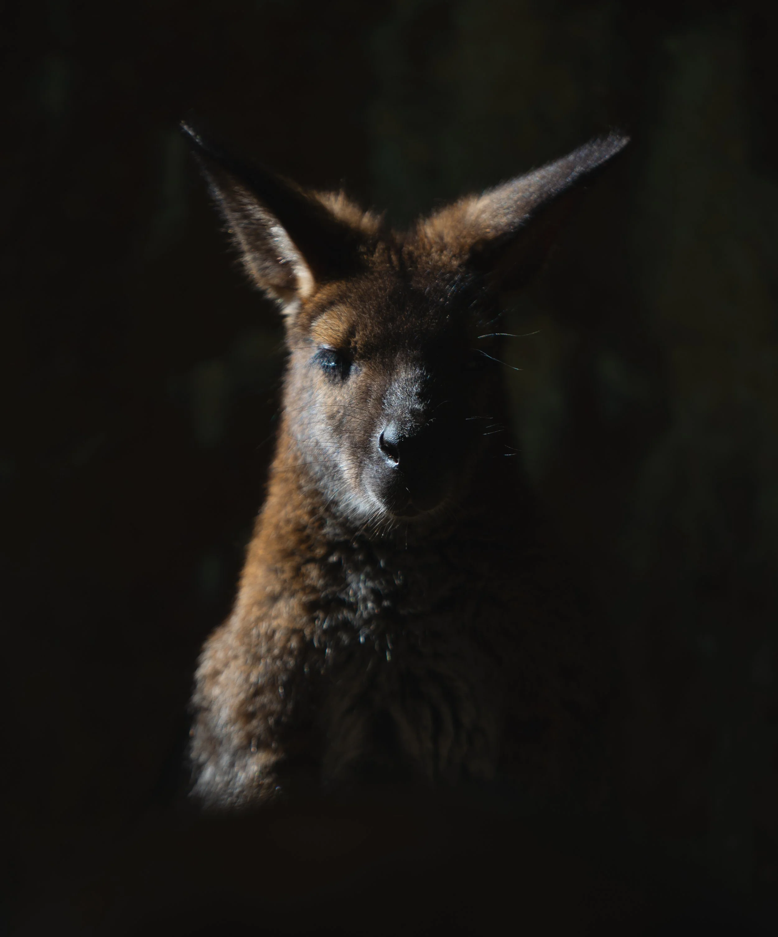  Cheyenne Mountain Zoo 