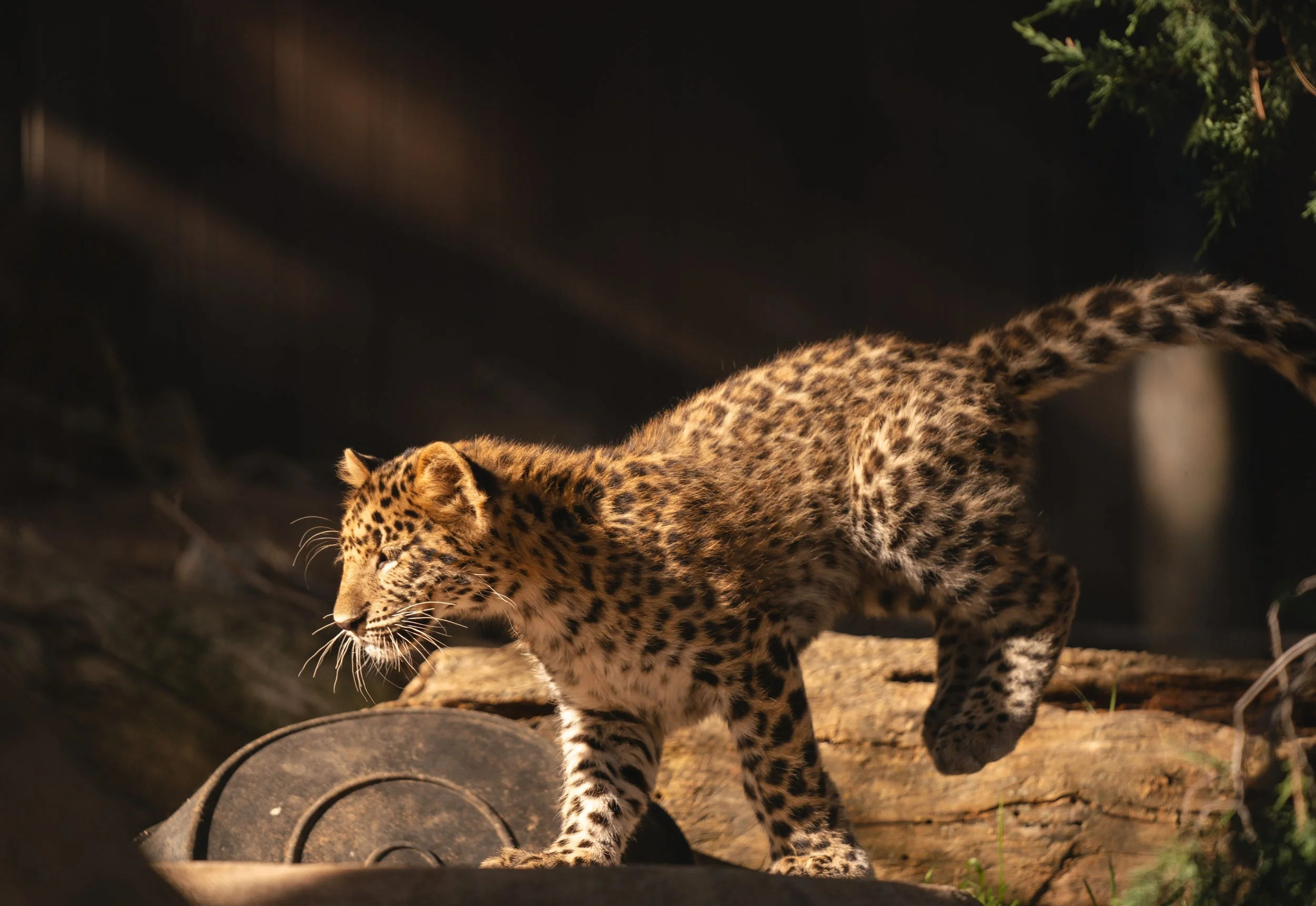  Cheyenne Mountain Zoo 