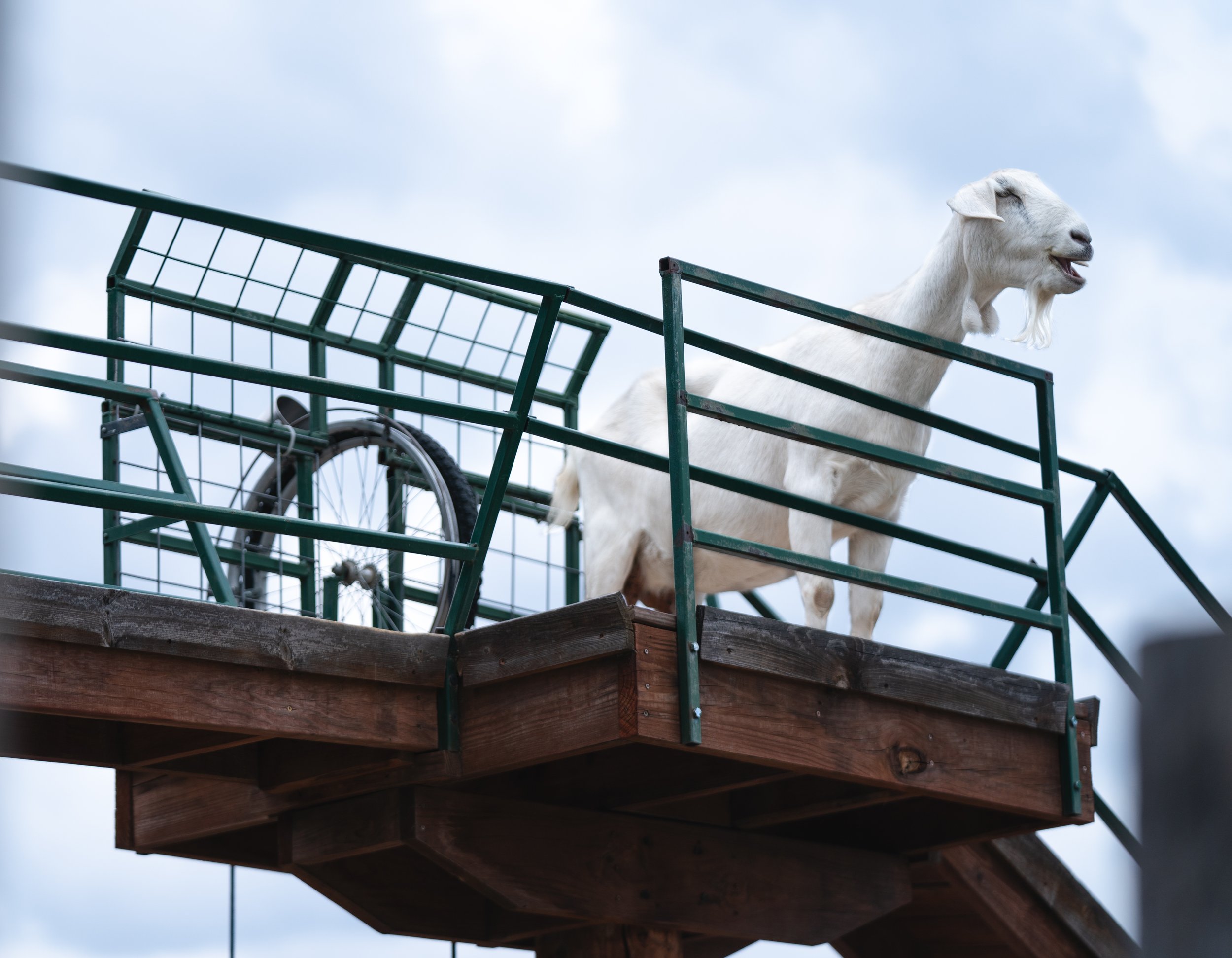  Cheyenne Mountain Zoo 