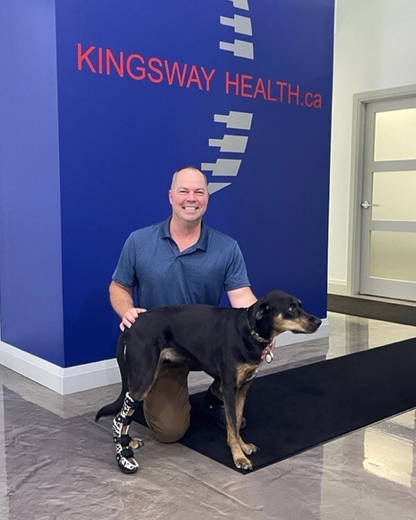 Meet Georgia! 🐕️⁠
⁠
Georgia came in with a right partial Achille's strain which was treated with chiropractic and laser and we worked with our amazing neighbour, John at Kintech to custom make this brace to assist while healing.
⁠
⁠
⁠
#animalchiropr