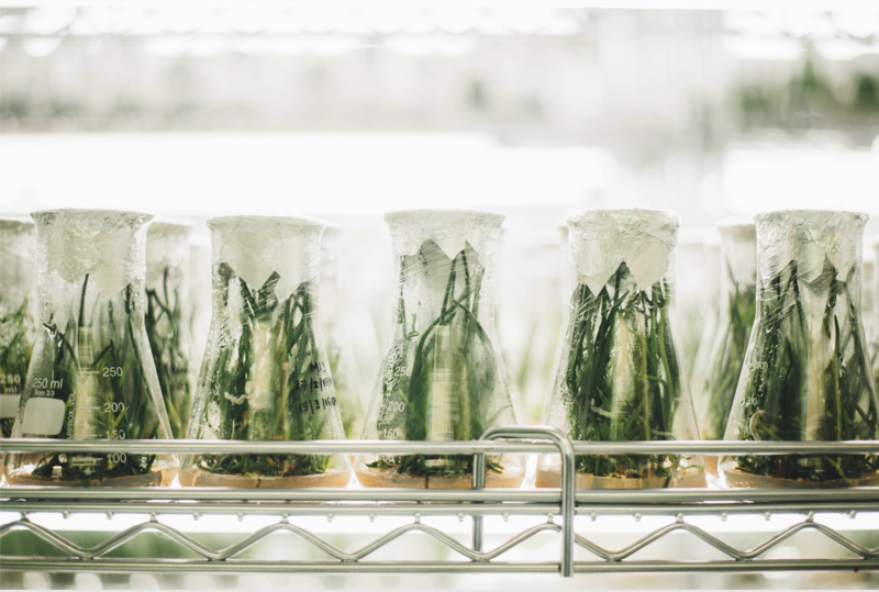 C B D  | Wellness &amp; Entspannung mit Cannabis