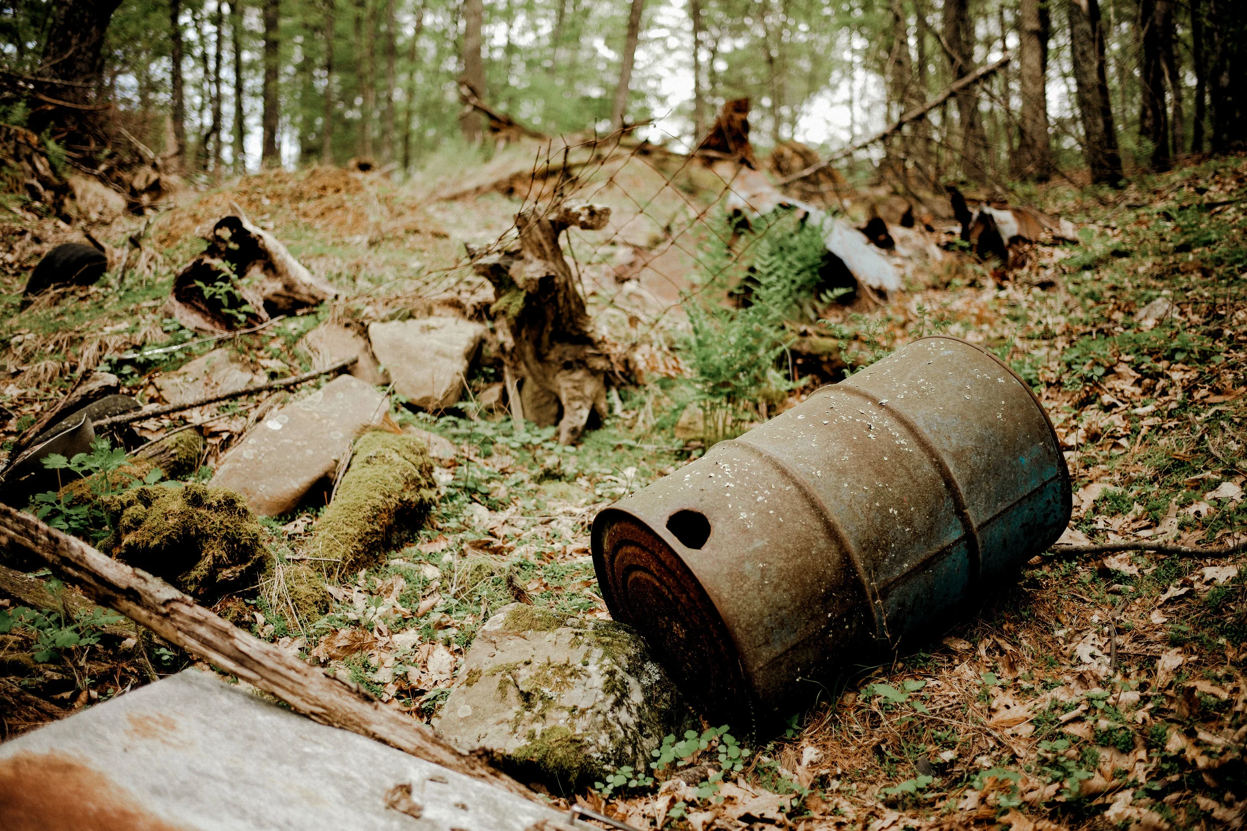 kw-forest-findings-img2.jpg