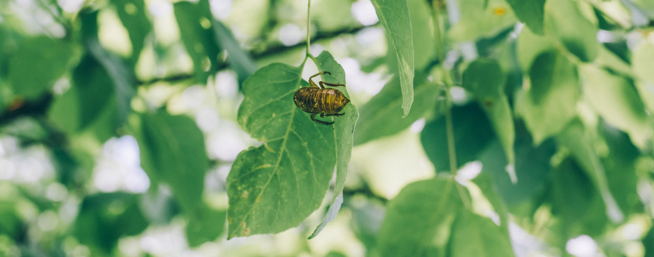 pictured above: cicada exoskeleton left behind on a tree in the woods at Pittsburgh Botanic Garden.